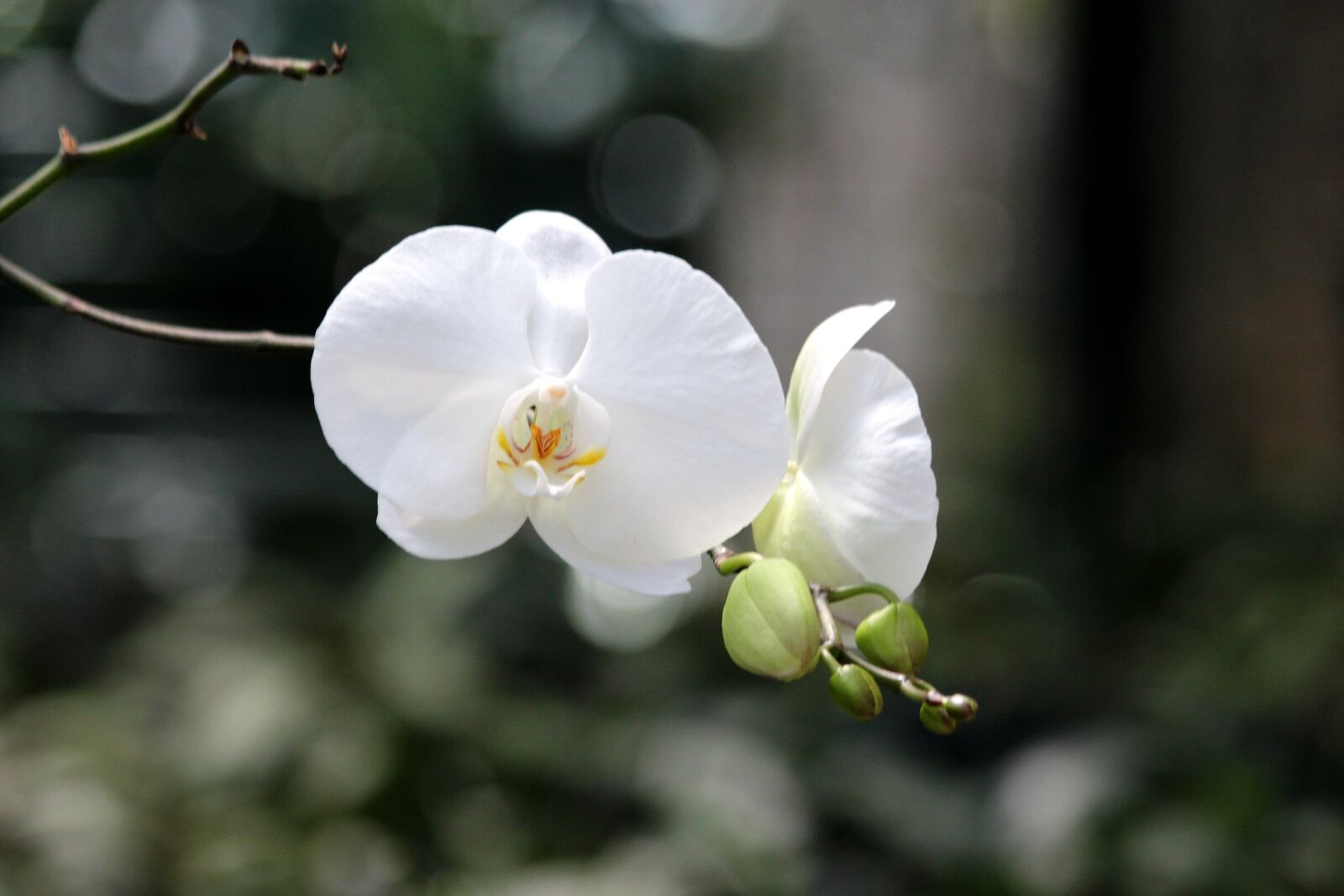 Canon EOS 650D (EOS Rebel T4i / EOS Kiss X6i) sample photo. White orchid, flower orchid photography
