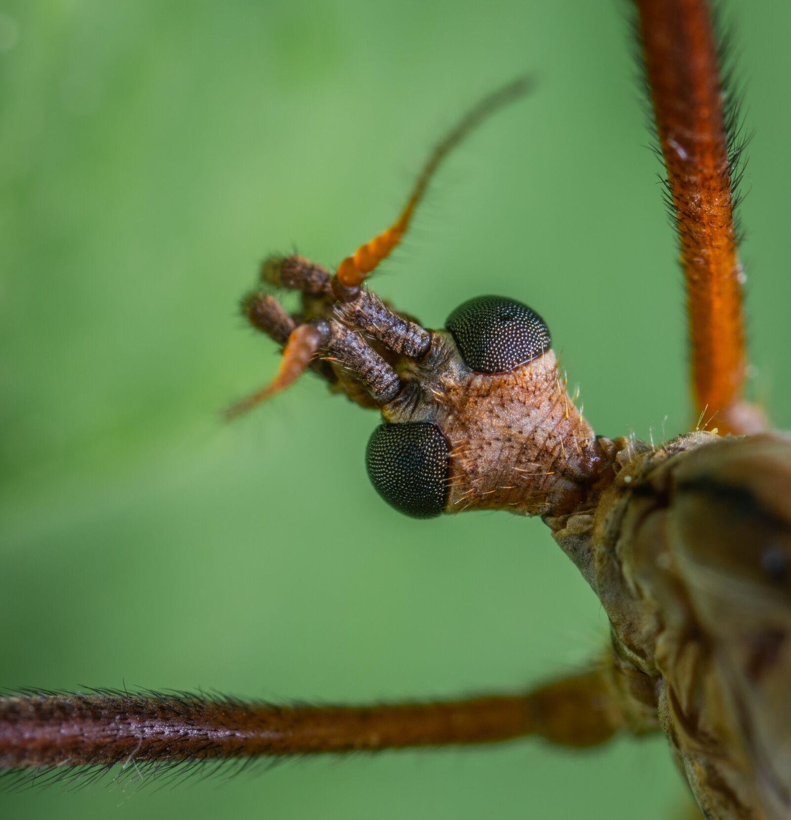 Sony a7R II sample photo. Insect, macro, the mosquito photography