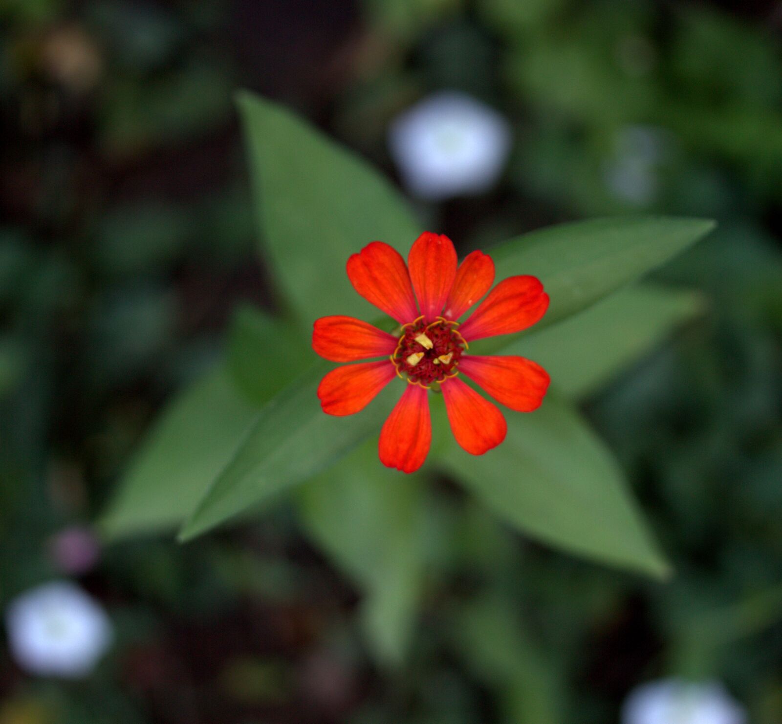 Canon EF-S 60mm F2.8 Macro USM sample photo. Carciumareasa, flower, red photography