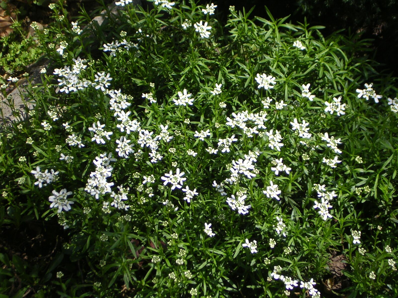 KONICA MINOLTA DiMAGE E323 sample photo. Spring, flower, spring flowers photography