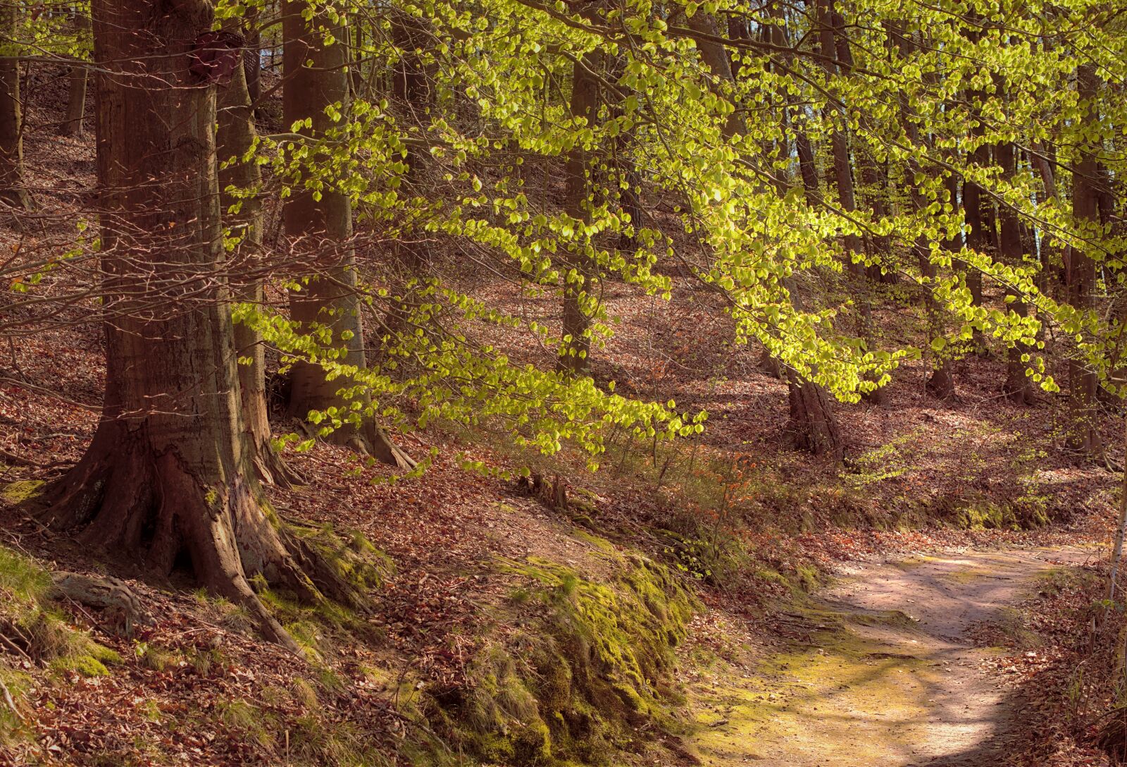 Nikon D5600 sample photo. Forest, spring, spring foliage photography