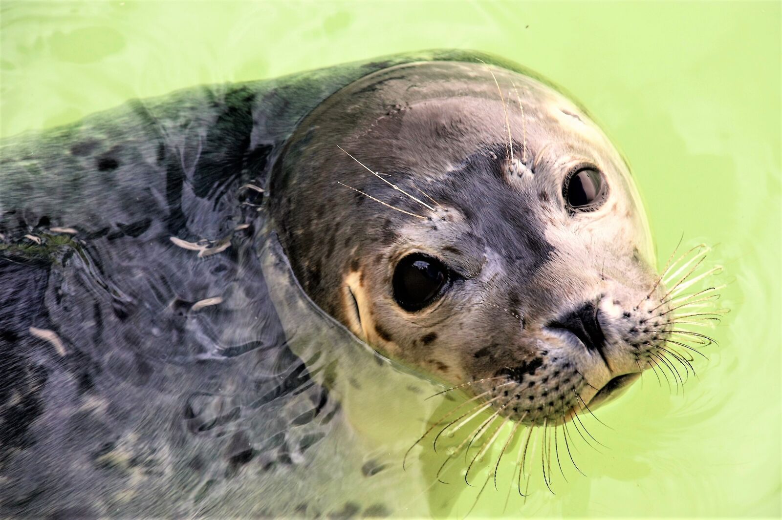Canon EOS 450D (EOS Rebel XSi / EOS Kiss X2) sample photo. Seal, texel, aquatic animal photography