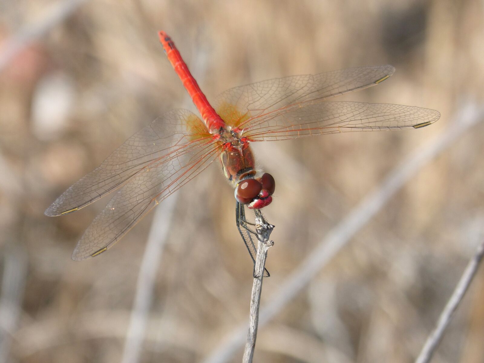 Panasonic DMC-FZ62 sample photo. Red dragonfly, detail, branch photography