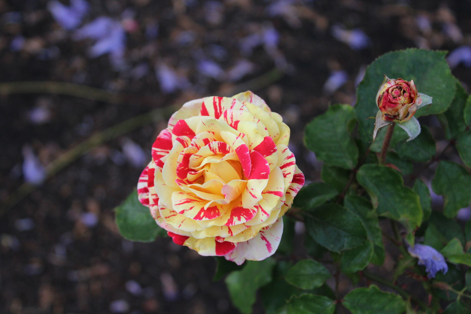 Canon EOS 1200D (EOS Rebel T5 / EOS Kiss X70 / EOS Hi) sample photo. Yellow/red rose photography
