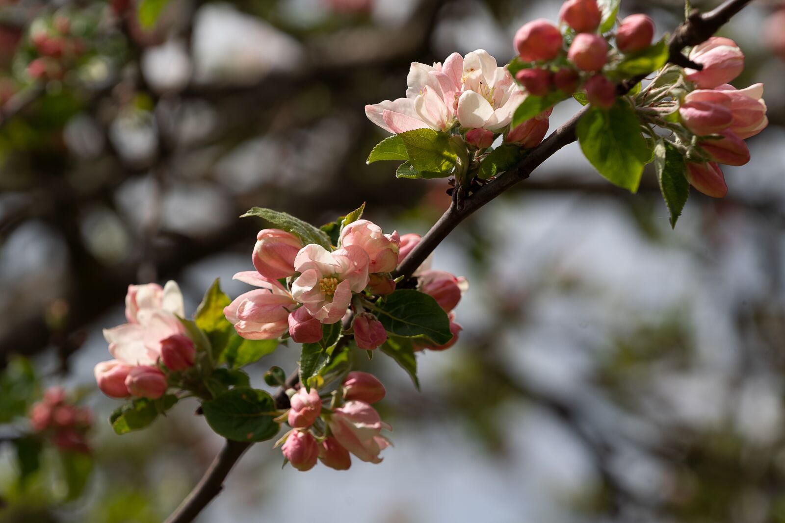 Sony a7 III + Sony FE 70-200mm F4 G OSS sample photo. Nature, apple blossom, spring photography