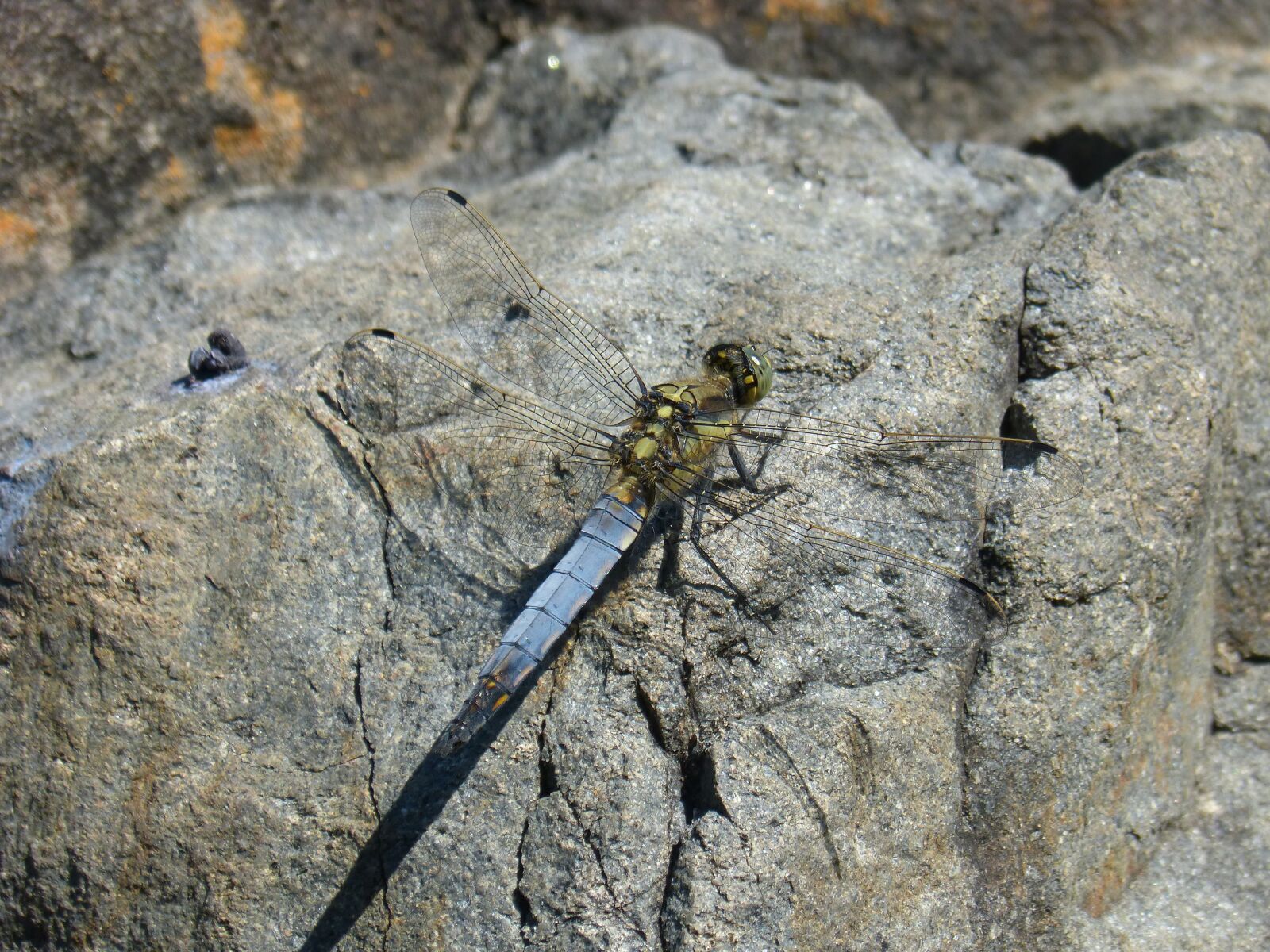 Panasonic DMC-FZ62 sample photo. Dragonfly, blue dragonfly, orthetrum photography