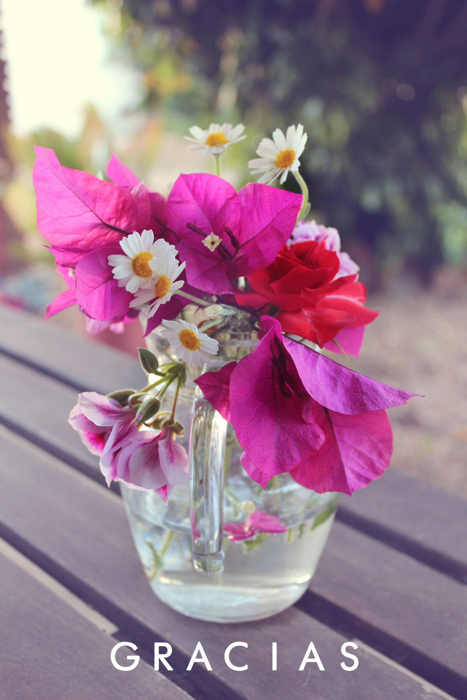 Canon EOS 600D (Rebel EOS T3i / EOS Kiss X5) sample photo. Daisy, flowerpot, flowers, pink photography