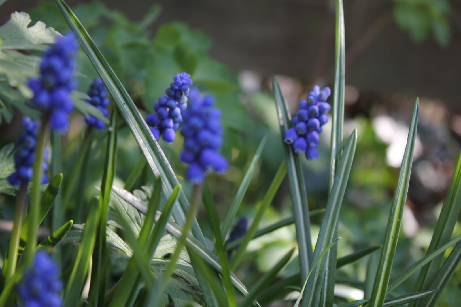 Canon EF-S 18-55mm F3.5-5.6 IS sample photo. Spring, flowers photography