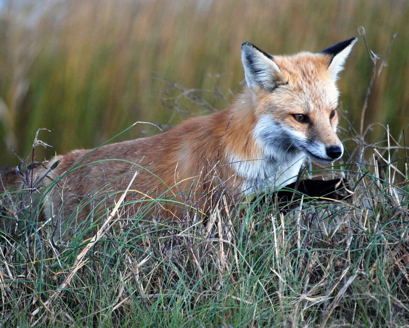 Nikon D80 sample photo. Red, fox, animal photography