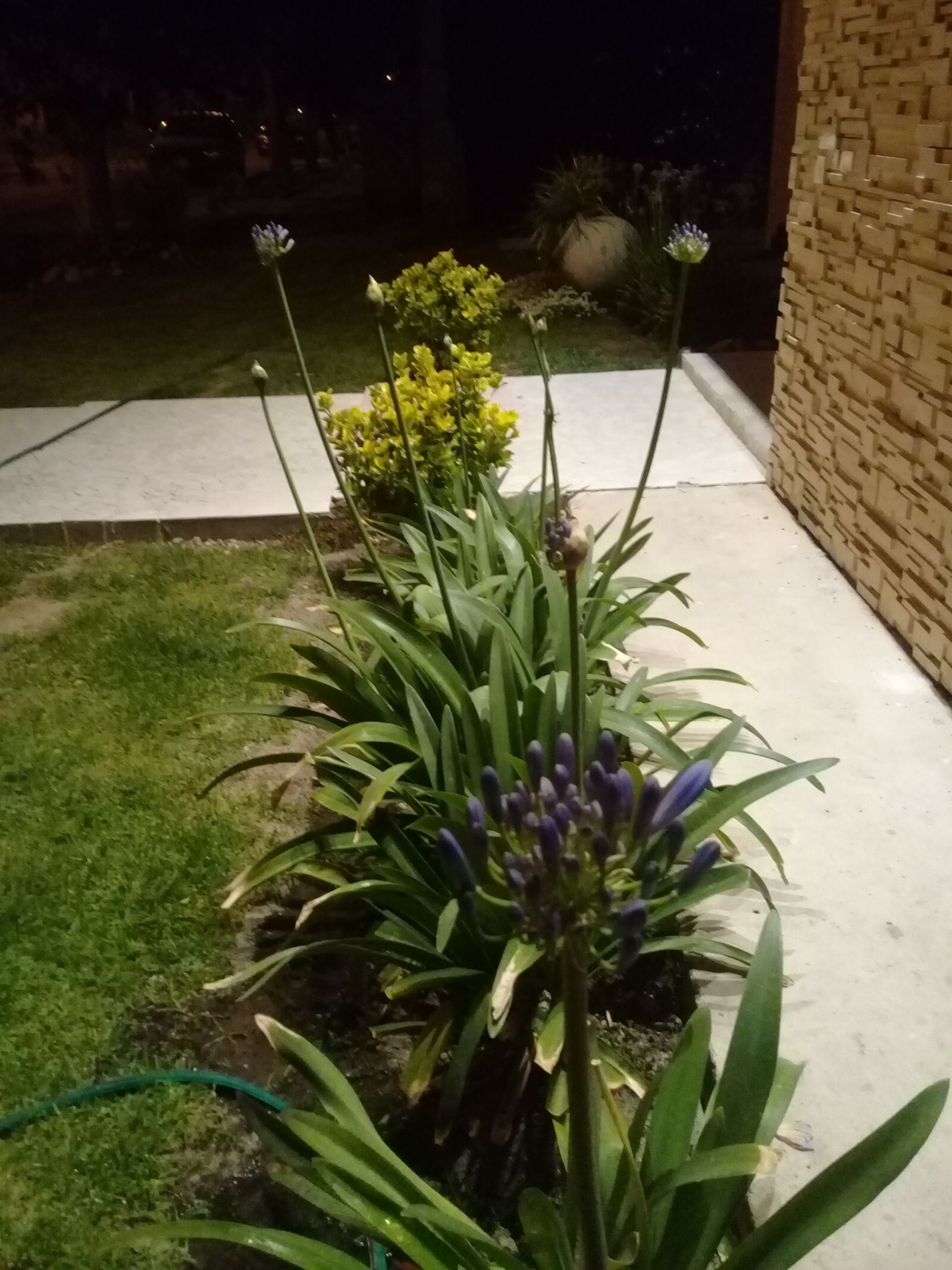 Samsung Galaxy J2 Prime sample photo. Flowers, garden, spring photography