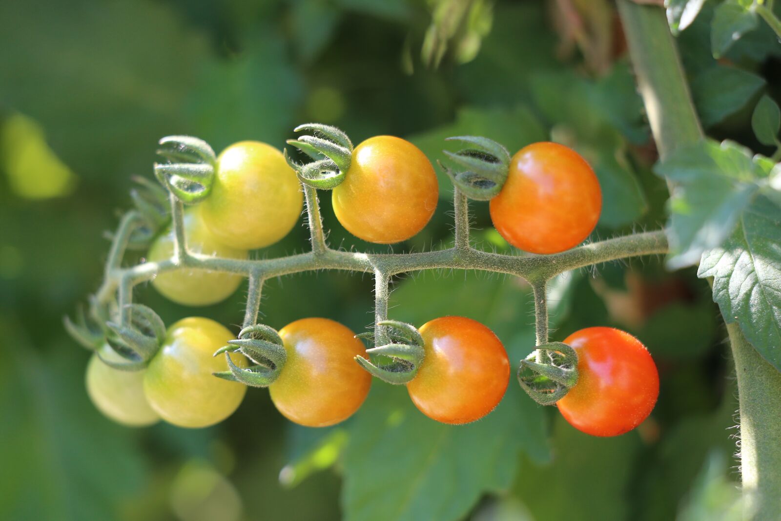 Canon EF 70-300 F4-5.6 IS II USM sample photo. Little cherry tomato, vegetables photography
