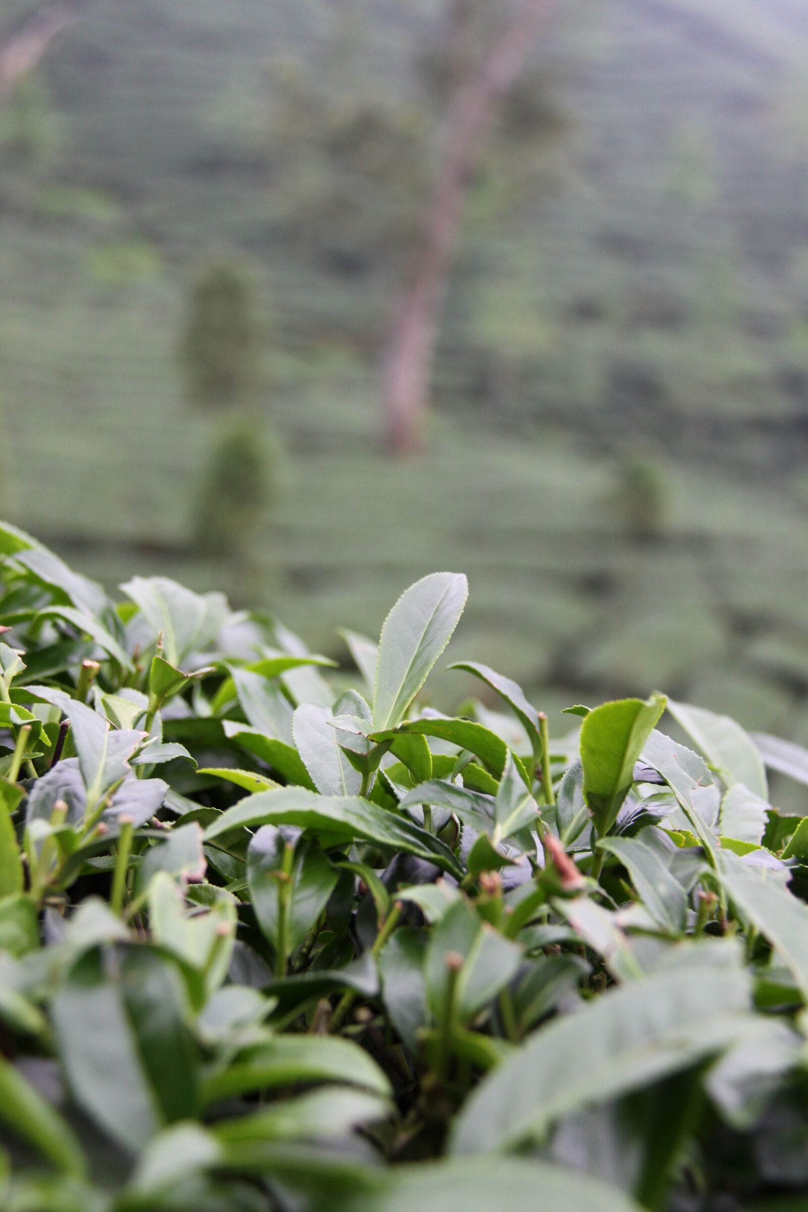 Canon EOS 50D sample photo. Taiwan, tee, plantation photography