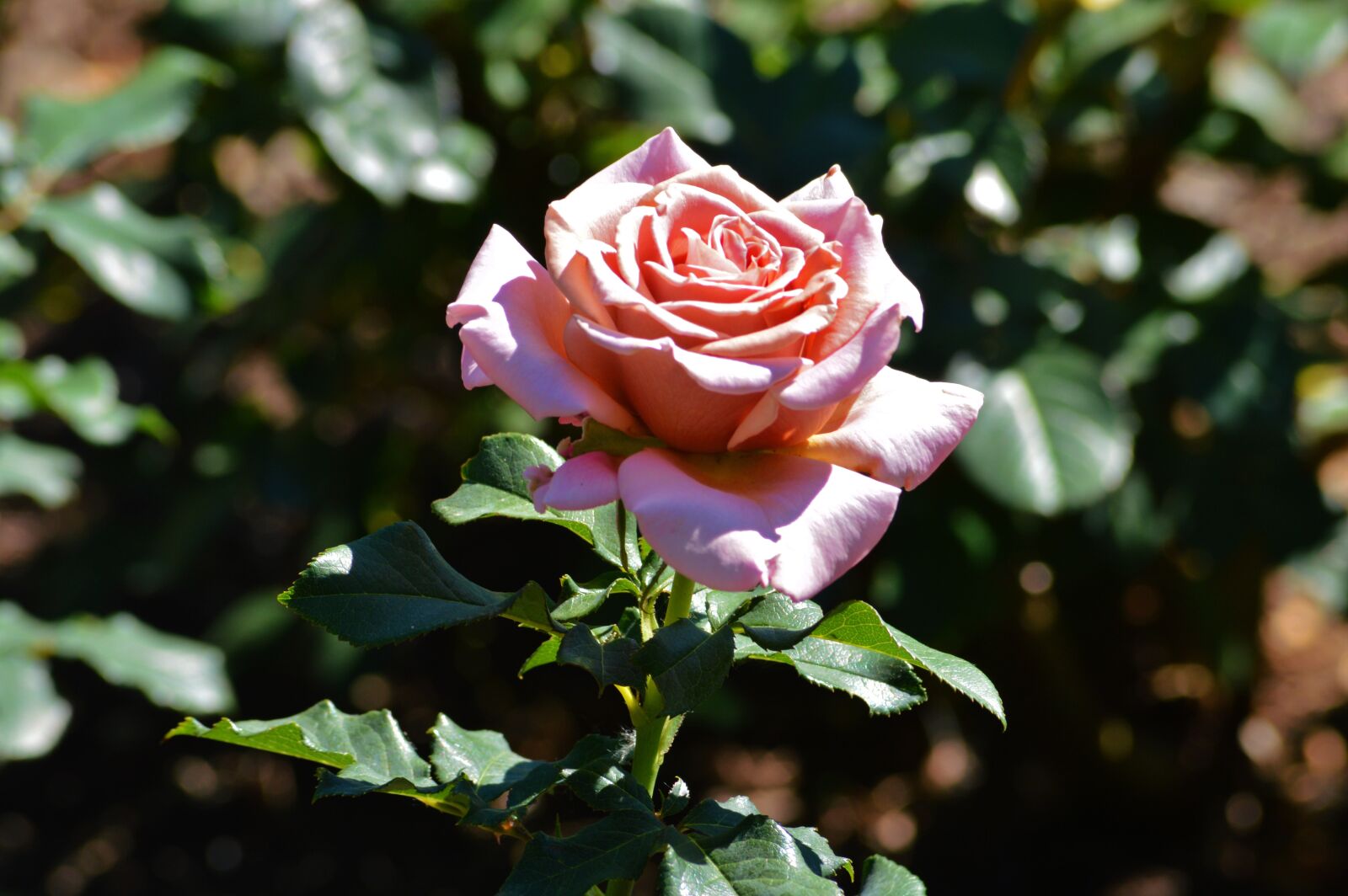 Nikon D3200 sample photo. Rose, chicago botanic gardens photography