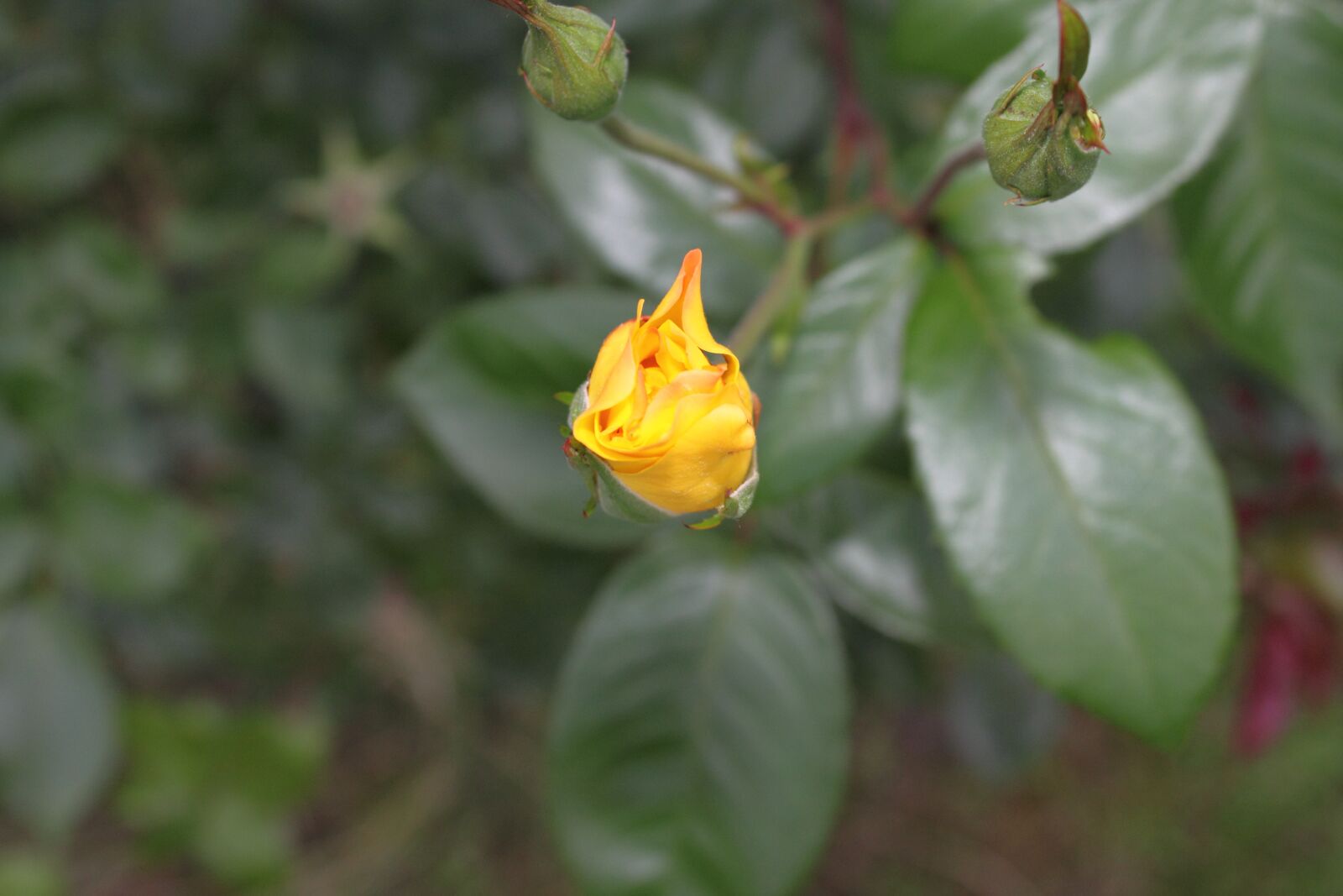 Canon EOS 500D (EOS Rebel T1i / EOS Kiss X3) sample photo. Floral, nature, outdoor photography