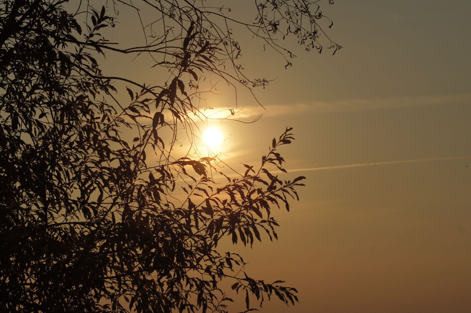 Sony SLT-A55 (SLT-A55V) sample photo. Sunset, sun, tree photography