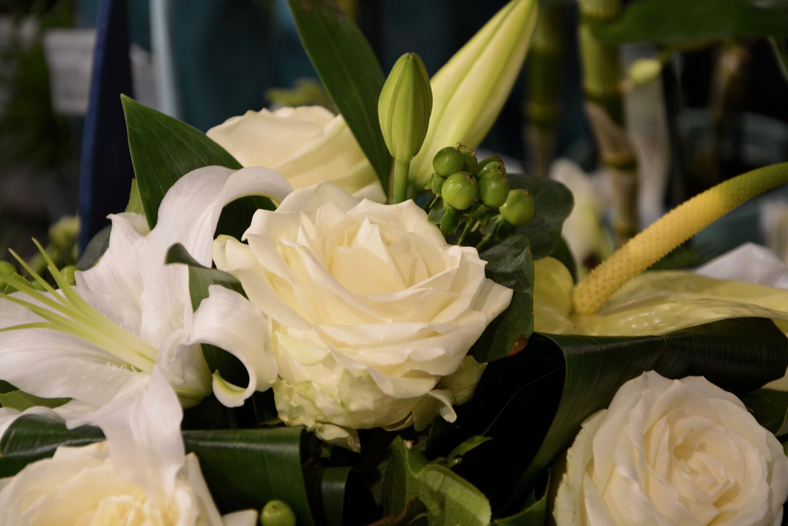 Nikon D5200 sample photo. White rose, purity, floral photography
