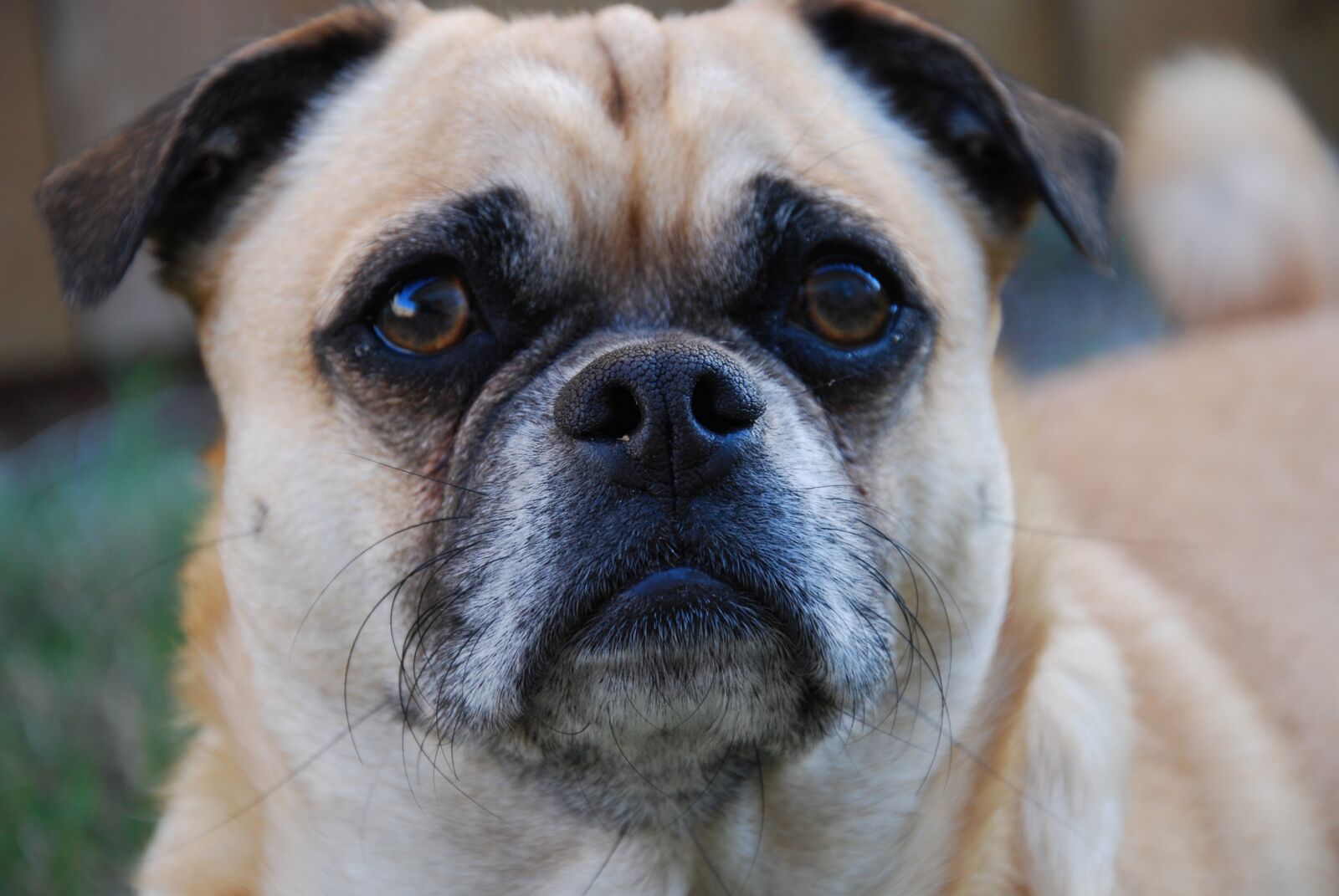Nikon D60 sample photo. Dog, pug, pugalier photography
