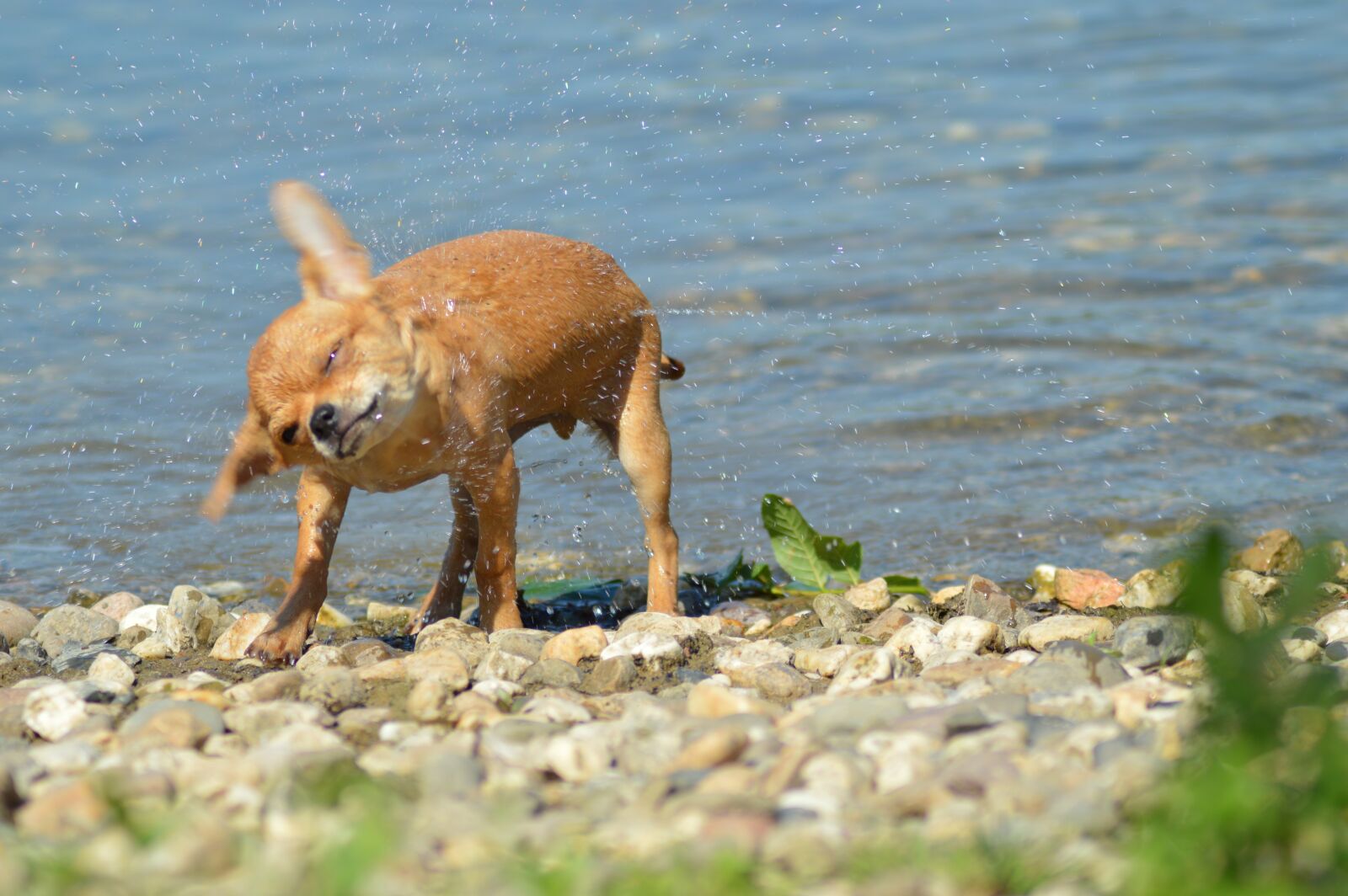 Nikon D3200 sample photo. Chihuahua, dog, chiwawa photography