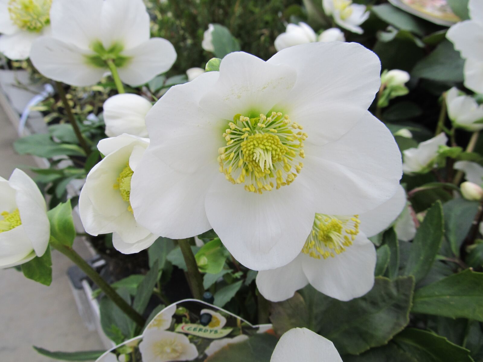Canon PowerShot SX130 IS sample photo. Hellebore, christmas flower, winter photography