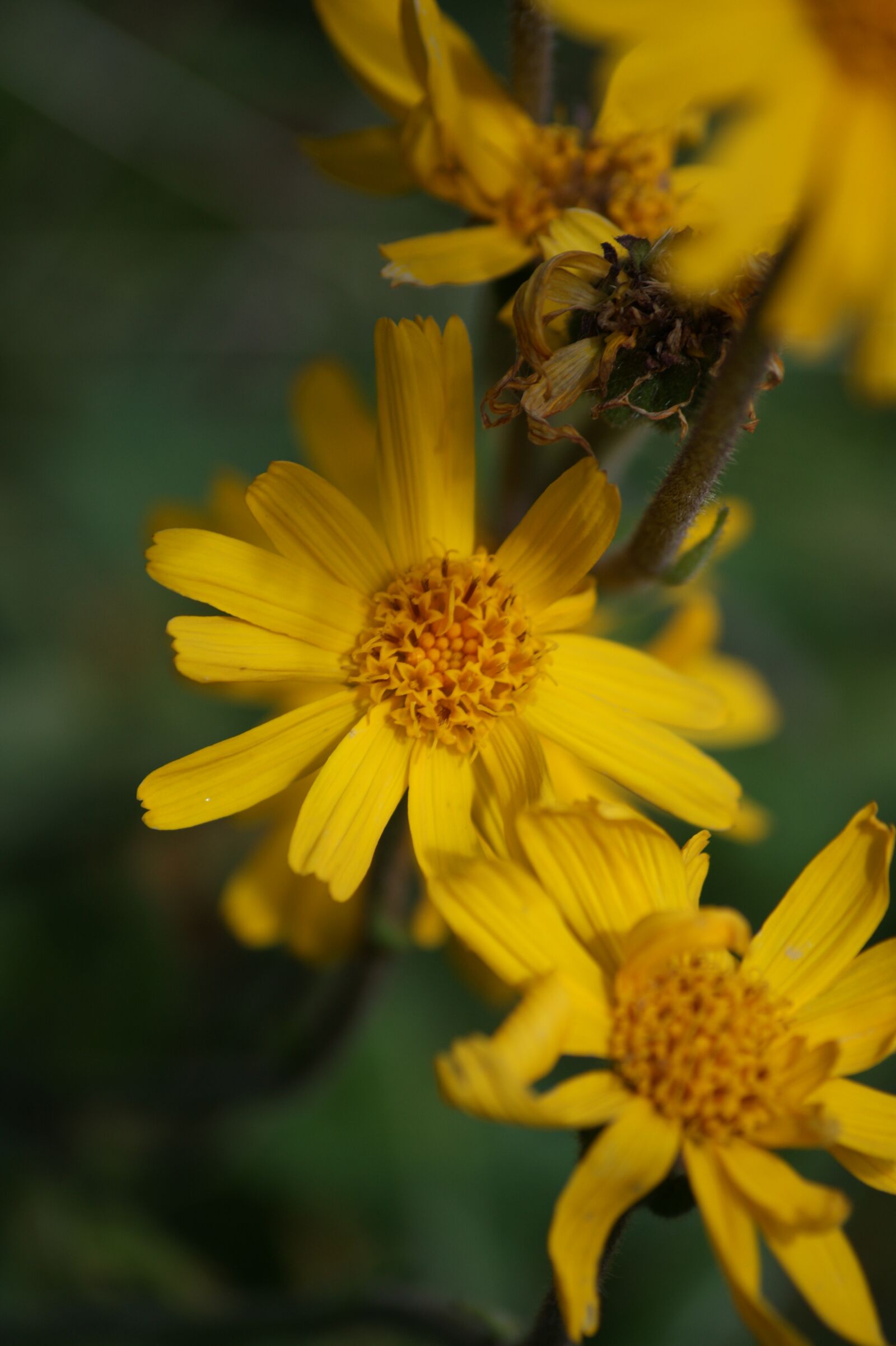 Sony Alpha DSLR-A350 sample photo. Flower, yellow, nature photography