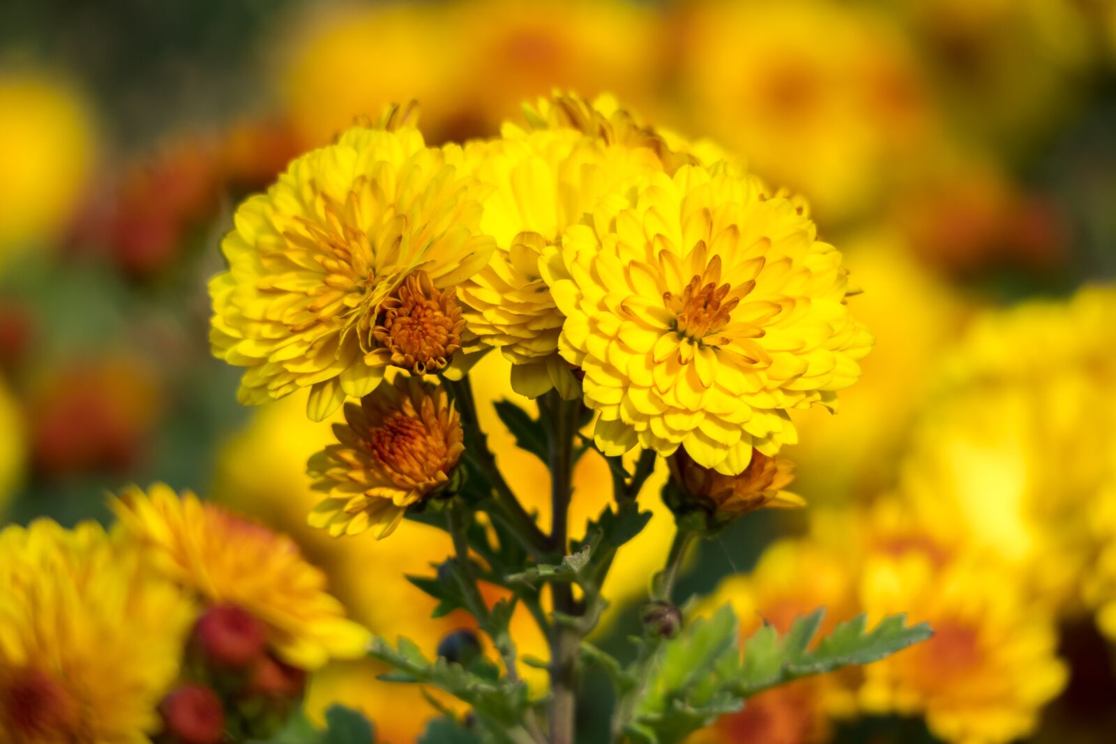 Canon PowerShot G3 X sample photo. Winter aster, garden chrysanthemum photography