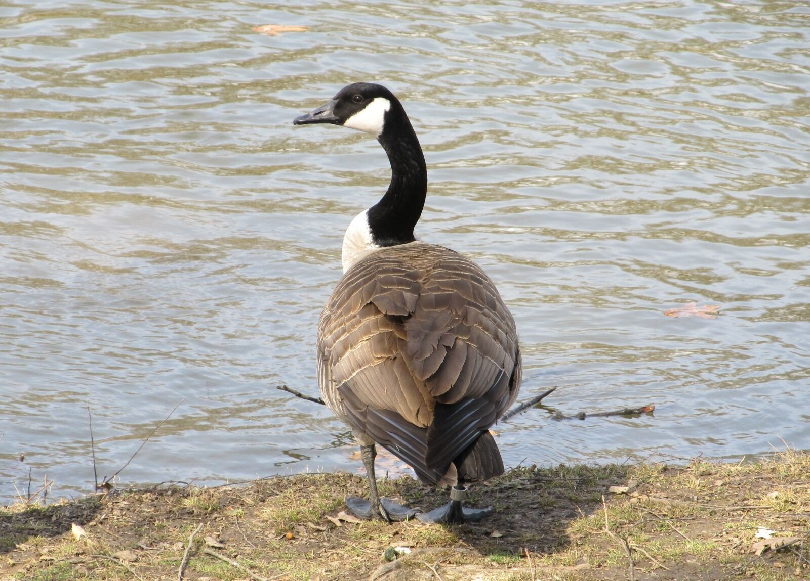 Canon PowerShot SX130 IS sample photo. Goose, canadian, bird photography