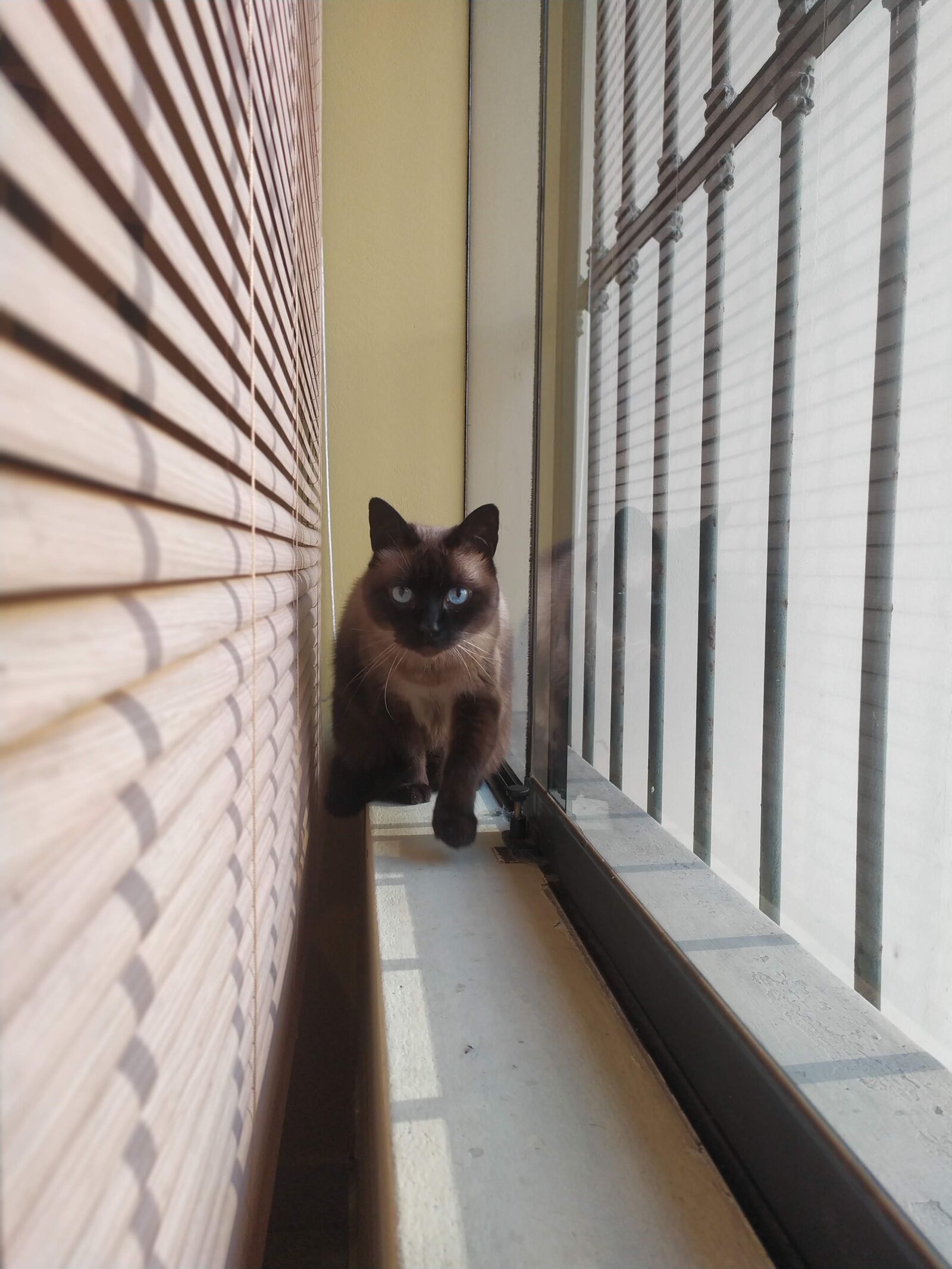 Xiaomi Redmi Note 7 sample photo. Cat, window, path photography