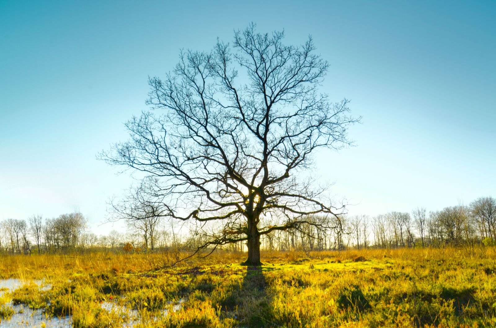Nikon D610 sample photo. Landscape, nature, tree photography