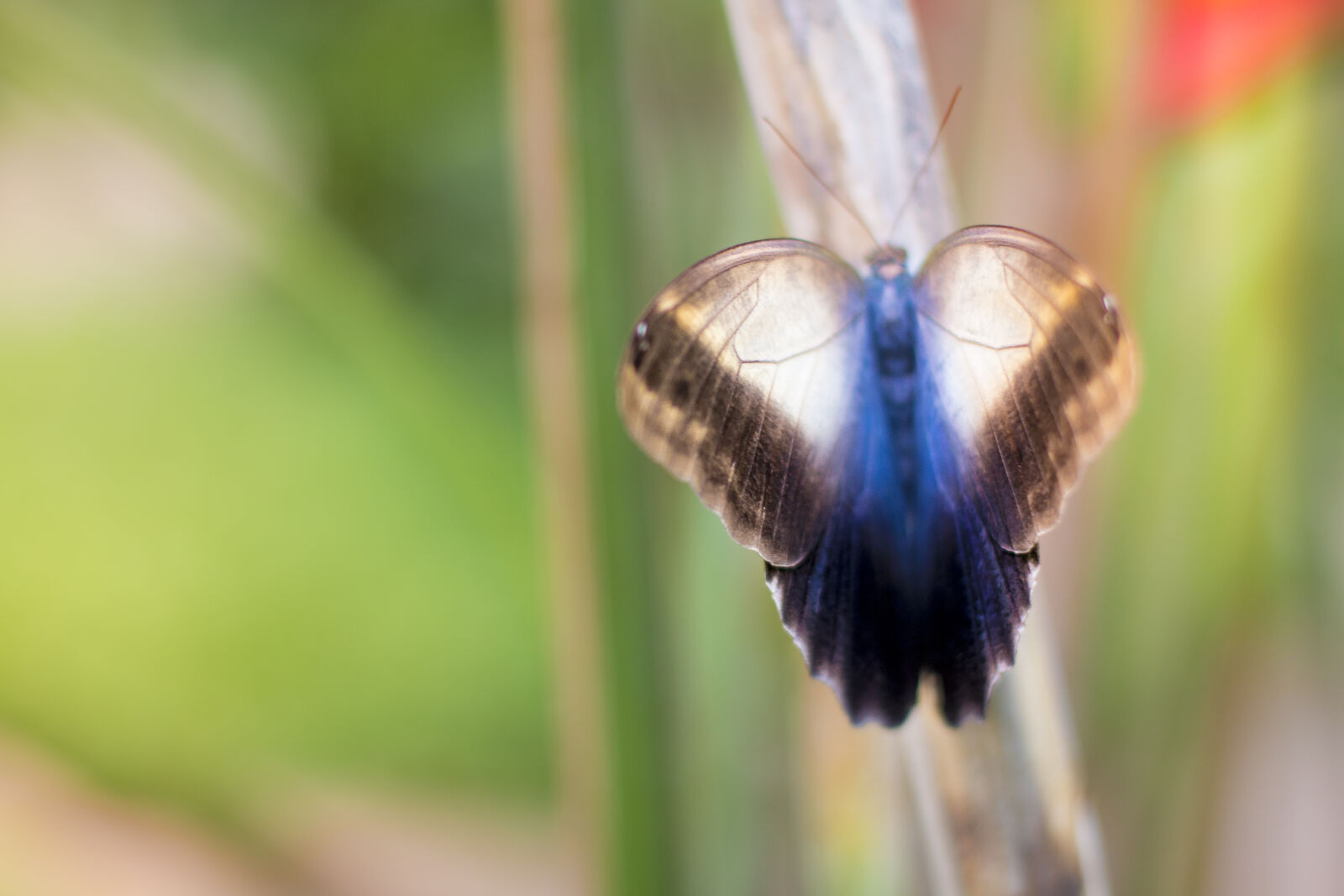 Canon EOS 70D + Canon EF 50mm F1.4 USM sample photo. Blue, butterfly, nature photography