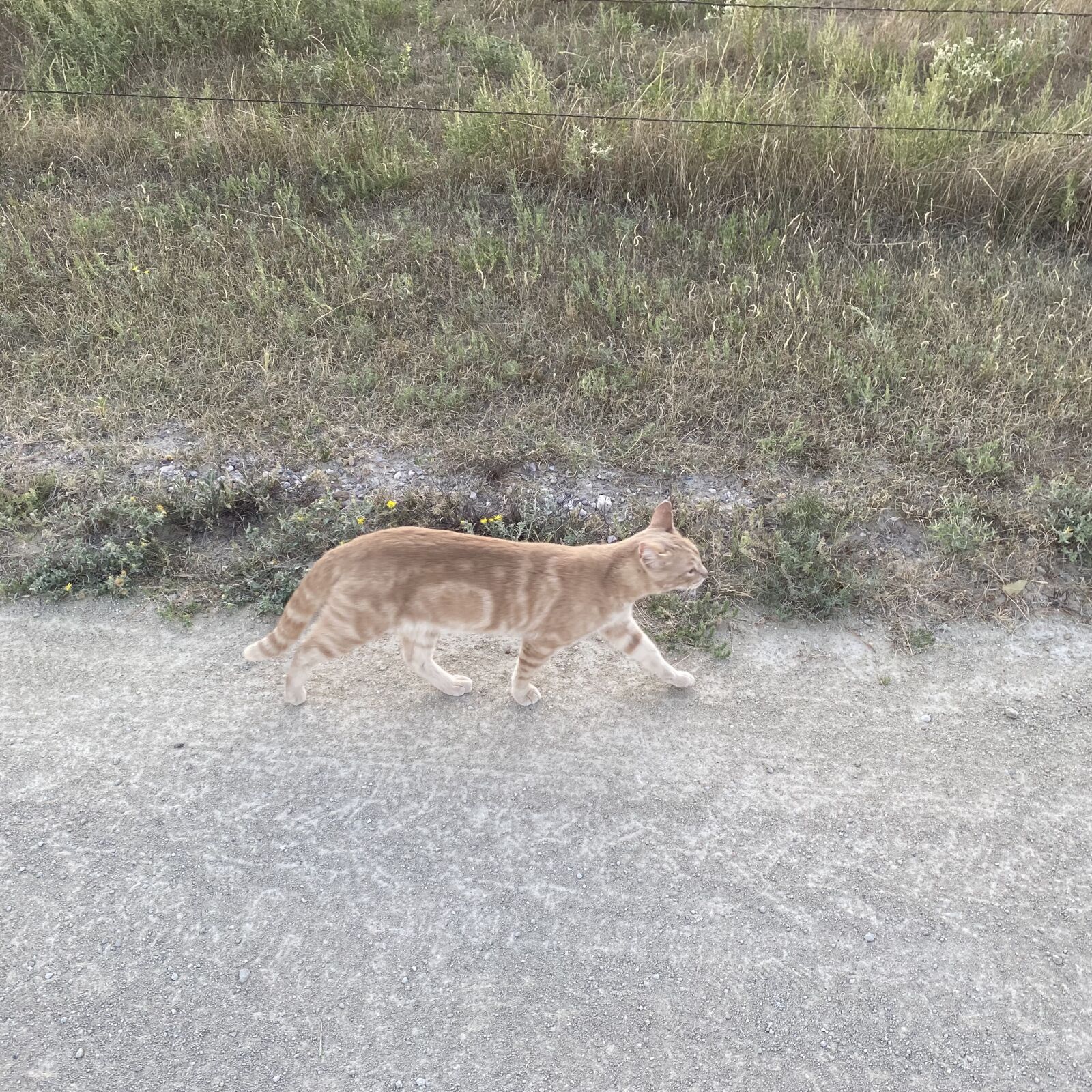 Apple iPhone 11 Pro Max sample photo. Cat, walking partner, ginger photography