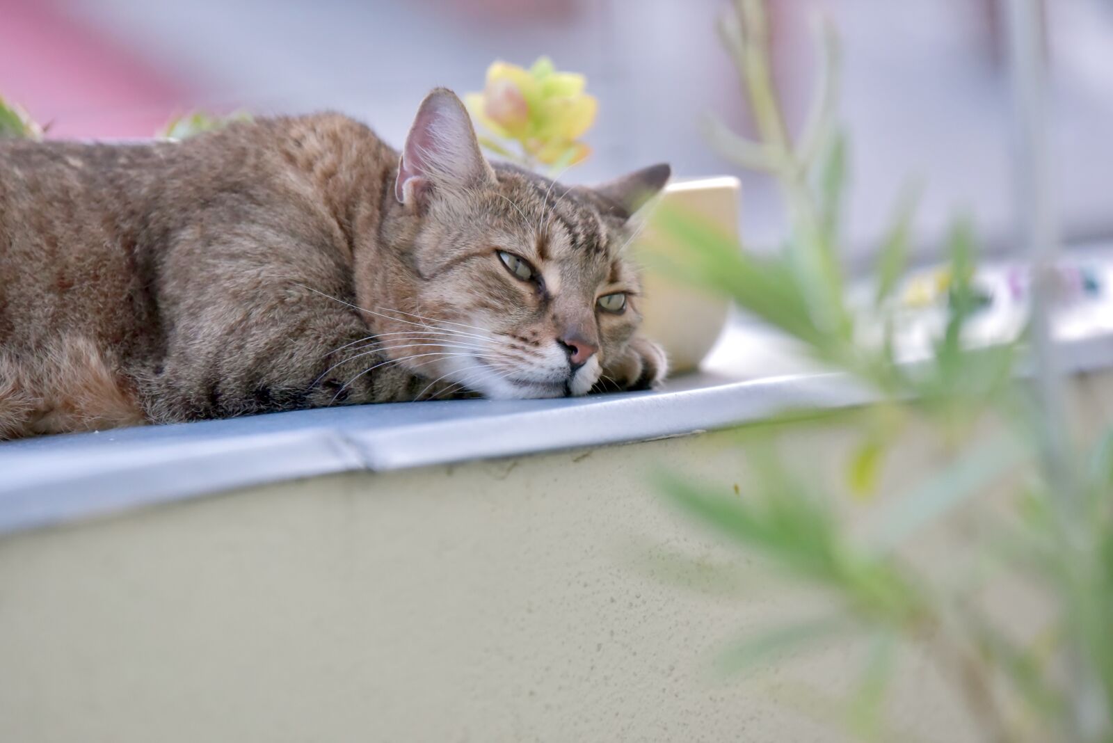 Nikon D750 sample photo. Cat, rest, animals photography