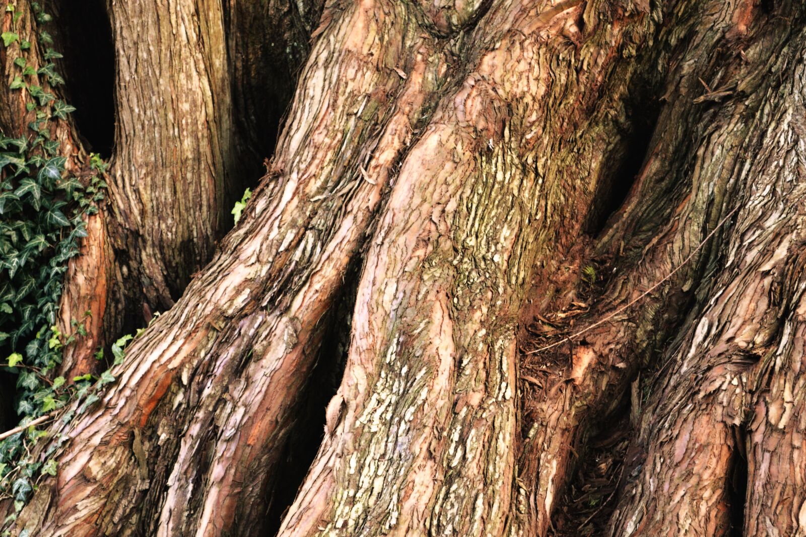 Nikon D3100 sample photo. Mystical, tree, forest photography