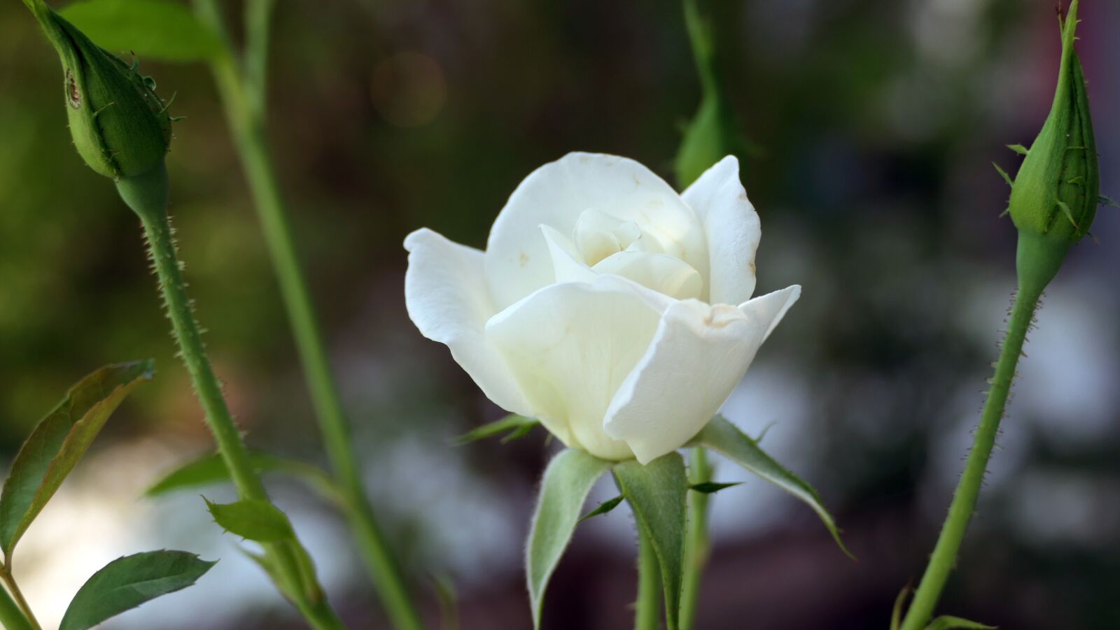 Panasonic DC-FZ10002 sample photo. Flower, rose, petals photography