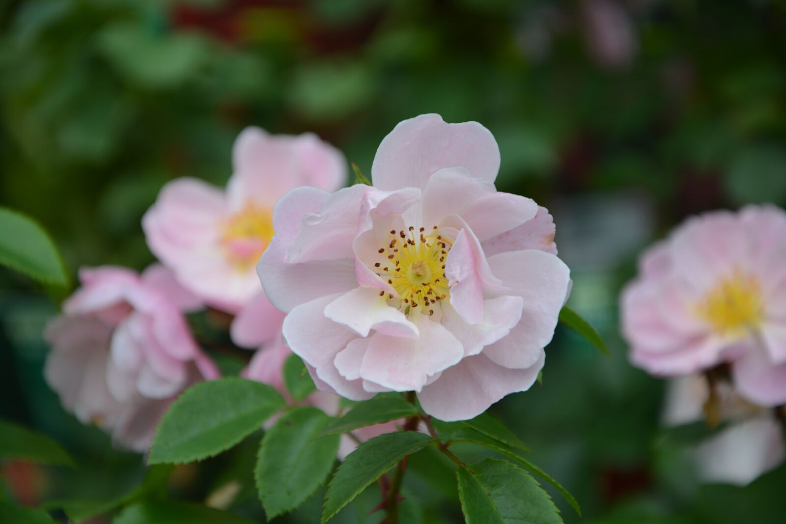 Nikon D5200 sample photo. Flowers, pink flowers, color photography