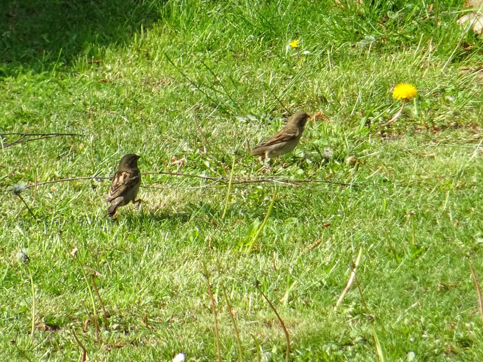 Sony DSC-HX60 sample photo. Garden birds, birds, nature photography
