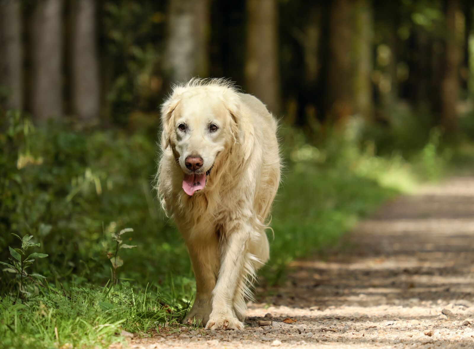 Fujifilm XF 55-200mm F3.5-4.8 R LM OIS sample photo. Golden retriever, dog, retriever photography