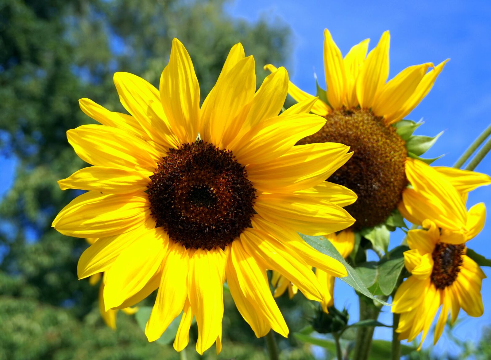 Sony Alpha a5000 (ILCE 5000) sample photo. Sun flower, yellow, blossom photography