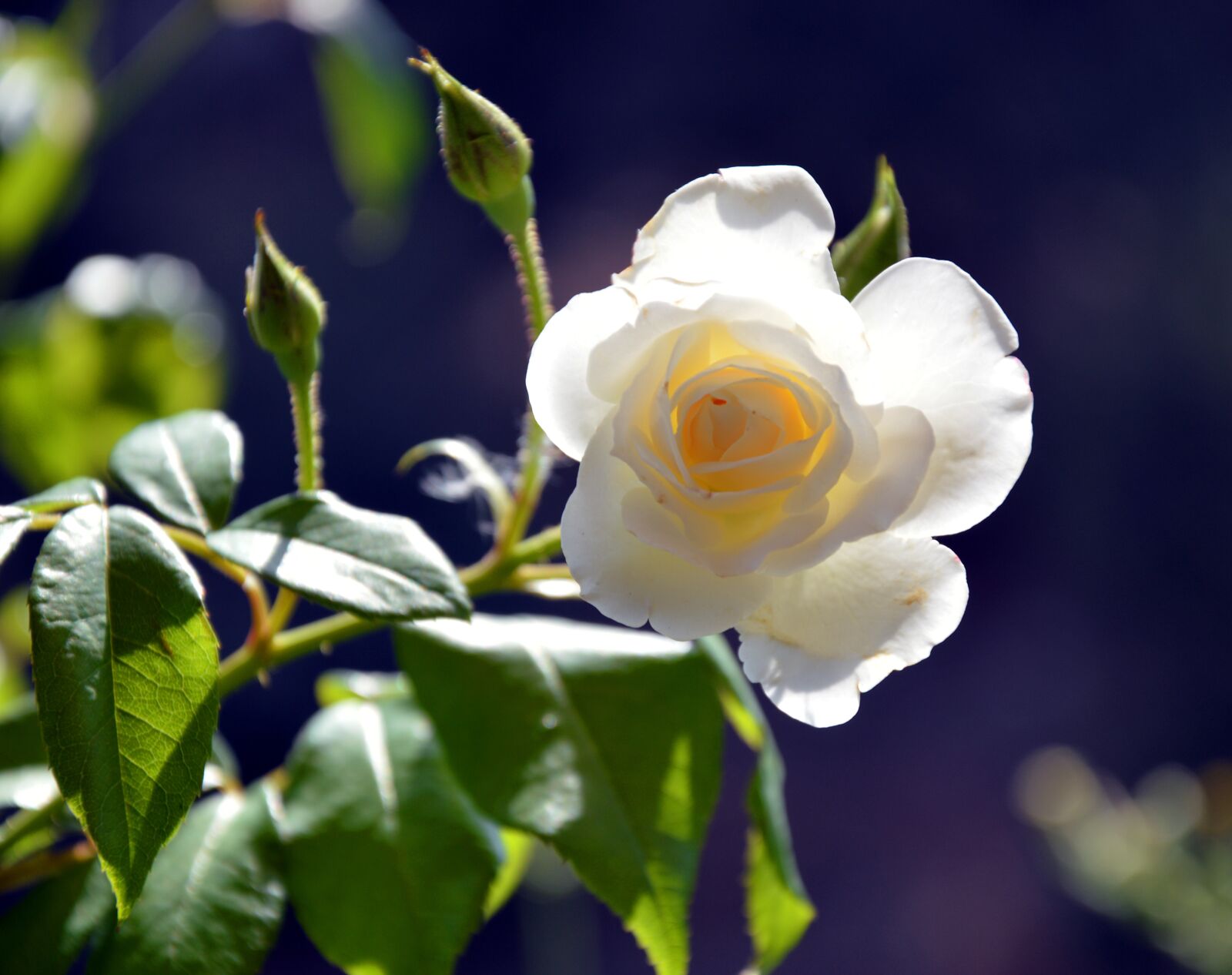 Nikon D3200 sample photo. Rose, blossom, bloom photography