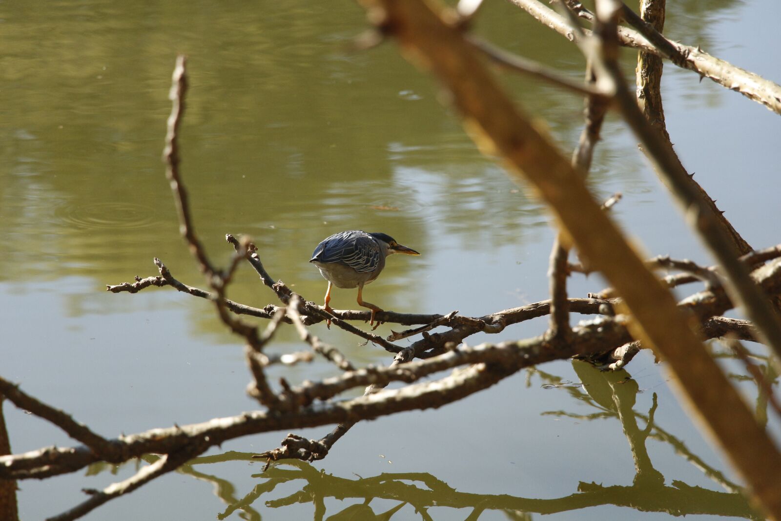 Canon EOS 700D (EOS Rebel T5i / EOS Kiss X7i) + Canon EF-S 18-135mm F3.5-5.6 IS STM sample photo. Lake, bird, branches photography