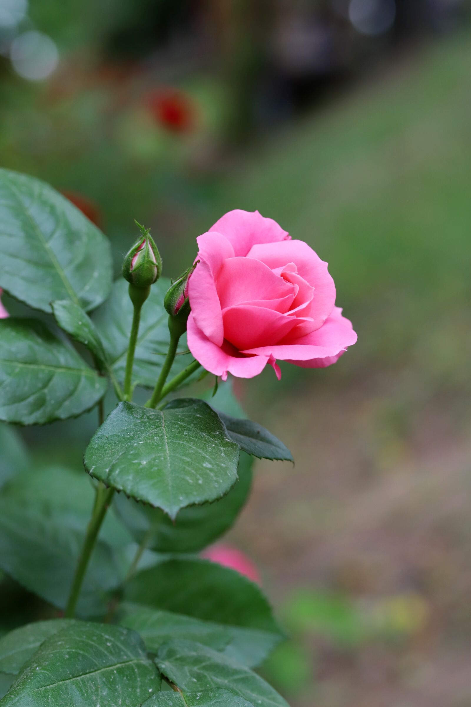 Canon EOS 6D Mark II sample photo. Rose, petal, flowers photography