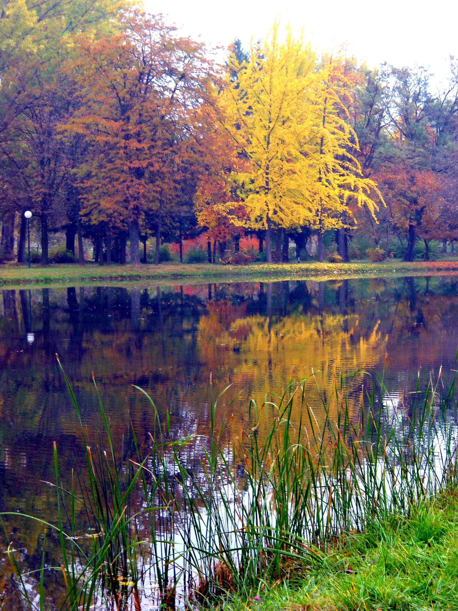Nikon Coolpix L19 sample photo. Autumn, autumn, colours, autumn photography