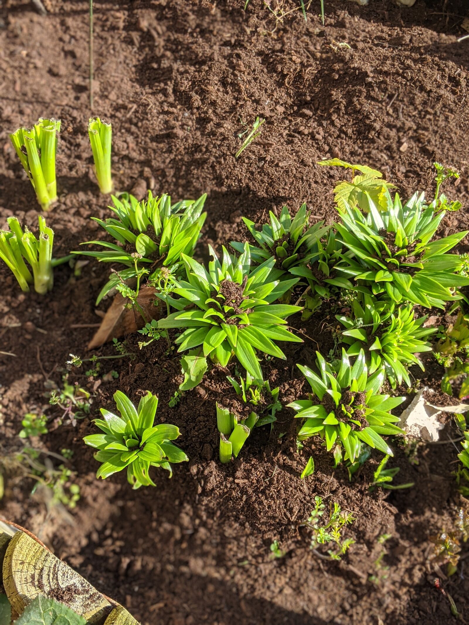 Google Pixel 2 XL sample photo. Flowers, plant, spring photography