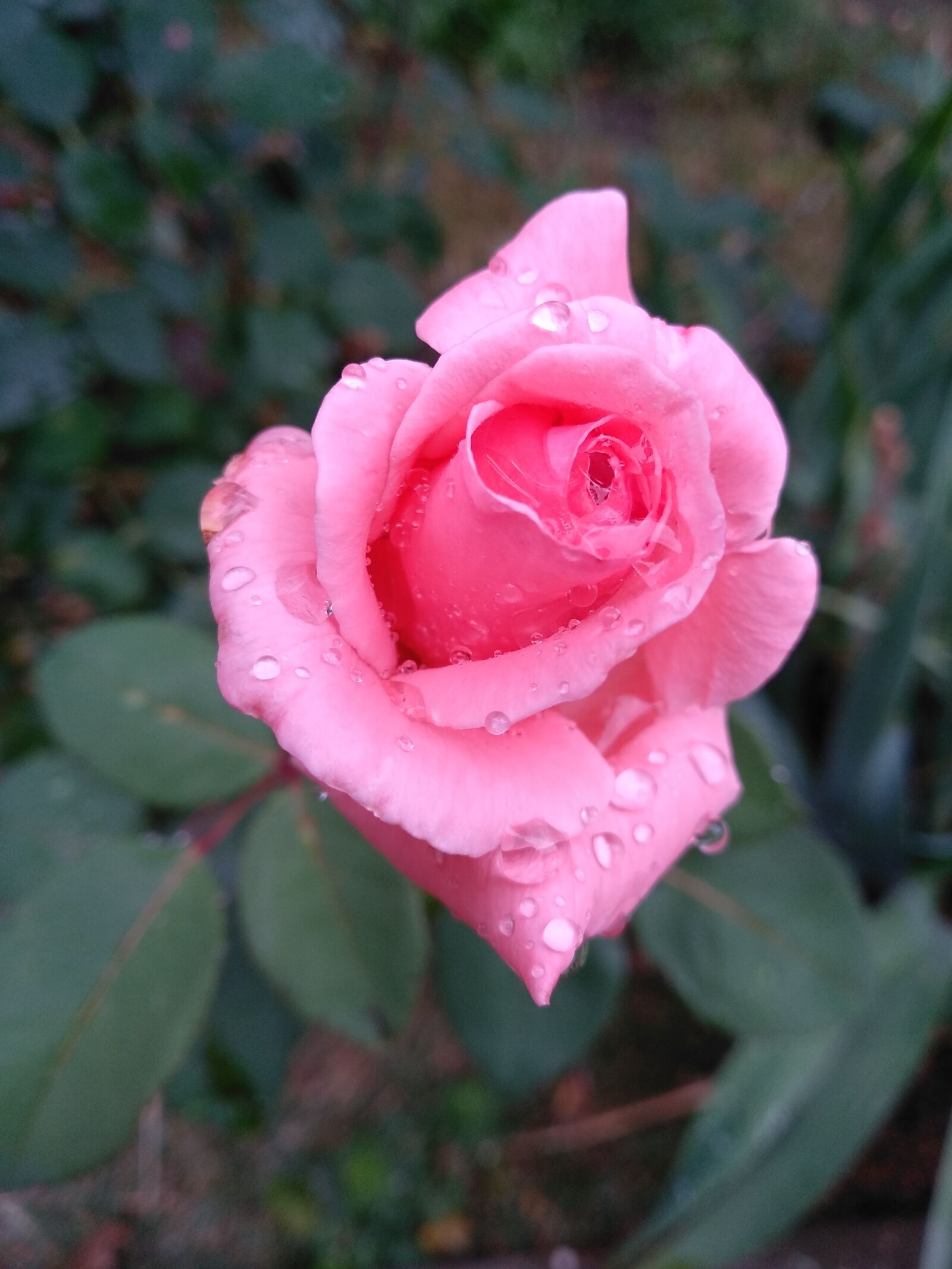 Xiaomi Redmi 5 Plus sample photo. Rose, flower, rain photography