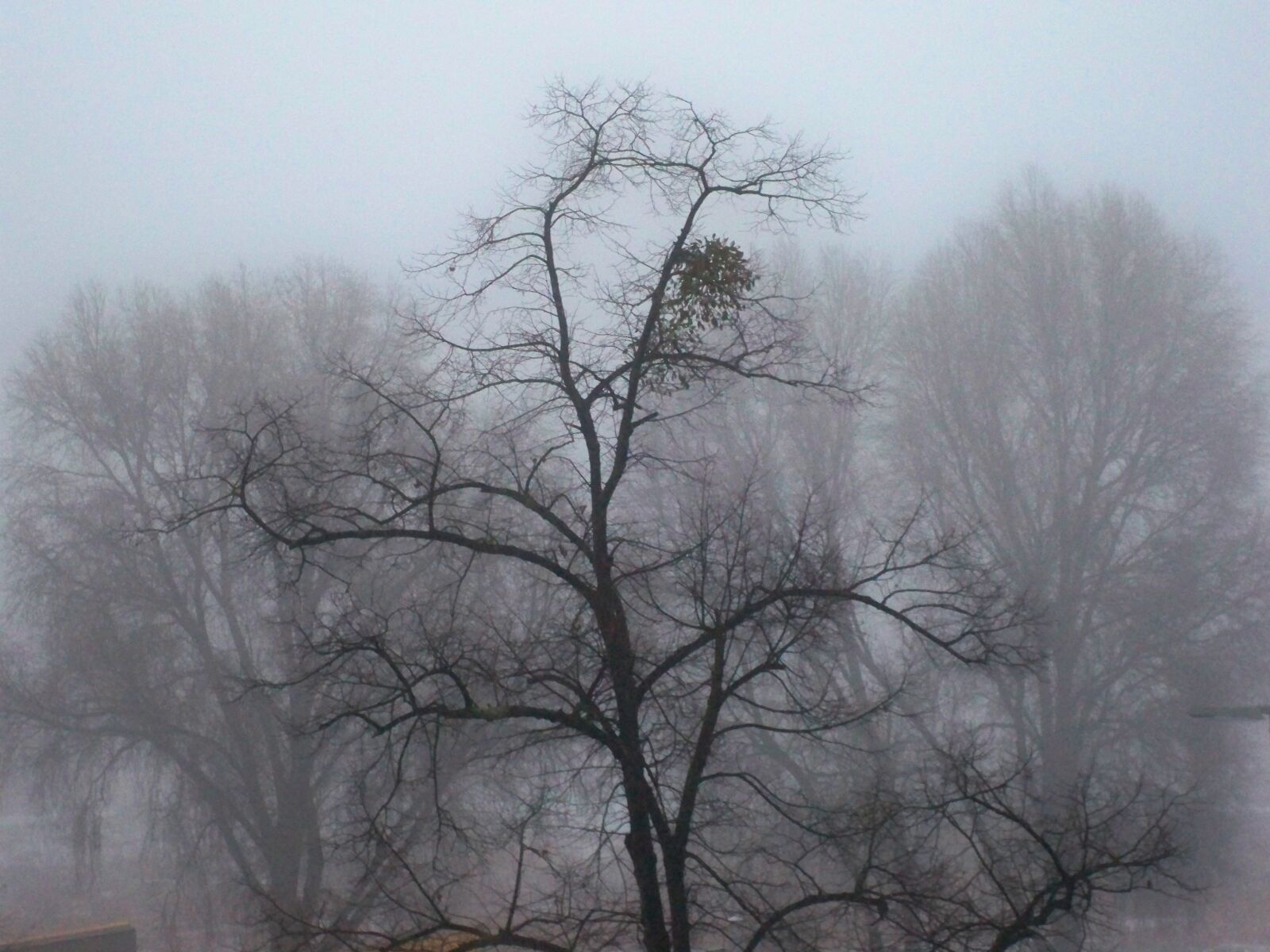 Kodak EasyShare M1033 sample photo. Frost, wintry, winter trees photography