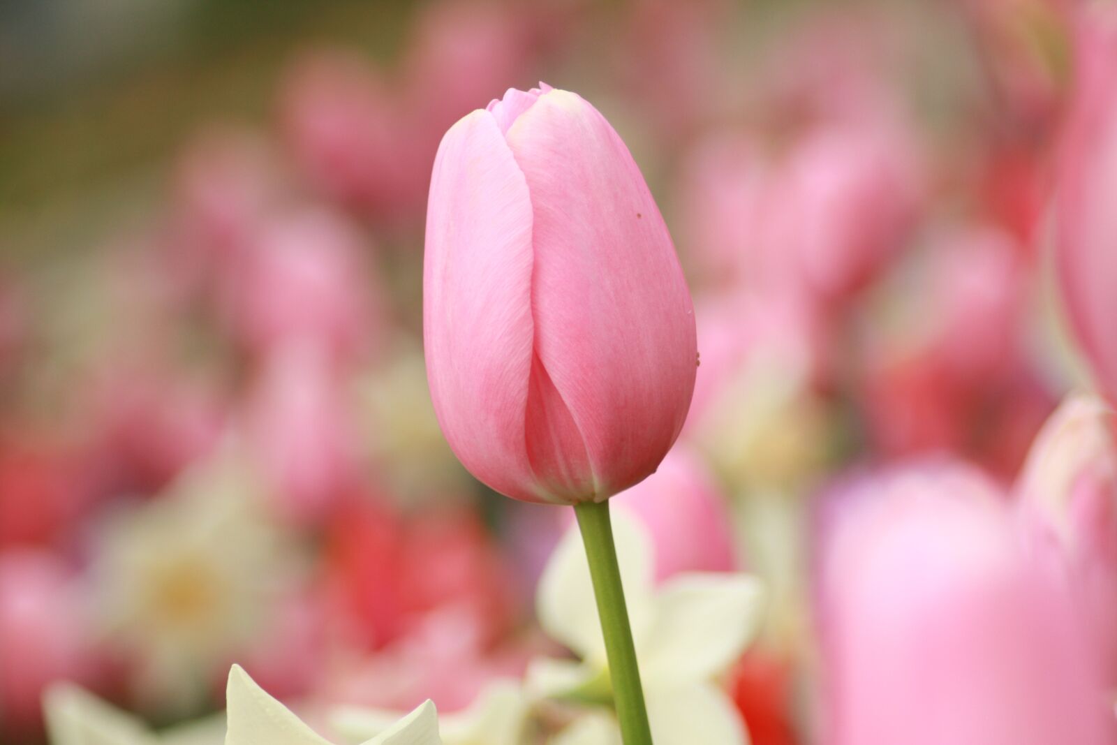 Canon EOS 450D (EOS Rebel XSi / EOS Kiss X2) sample photo. Flowers, tulips, garden photography