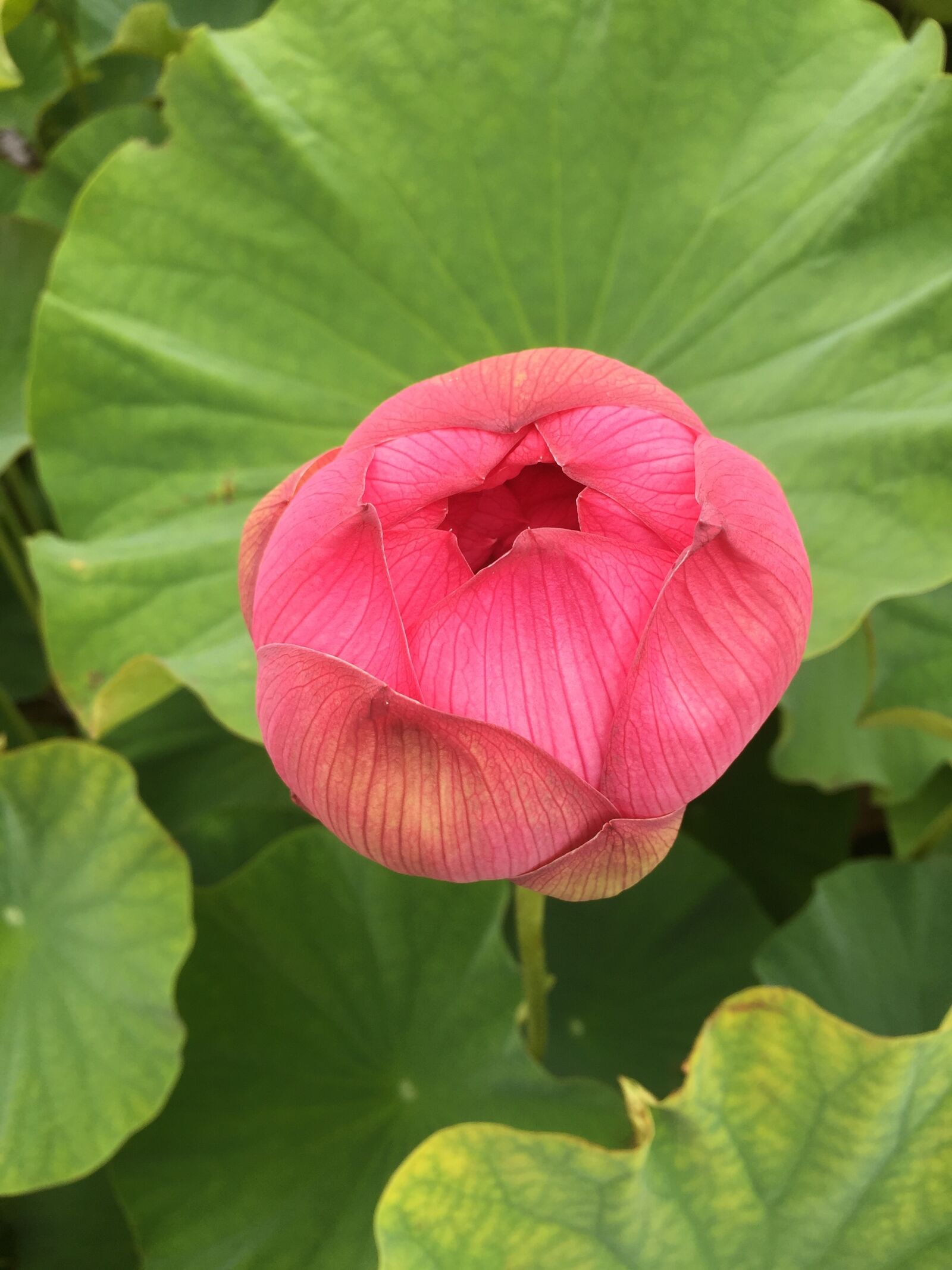 Apple iPhone 6 sample photo. Lotus flower, flowers, marsh photography