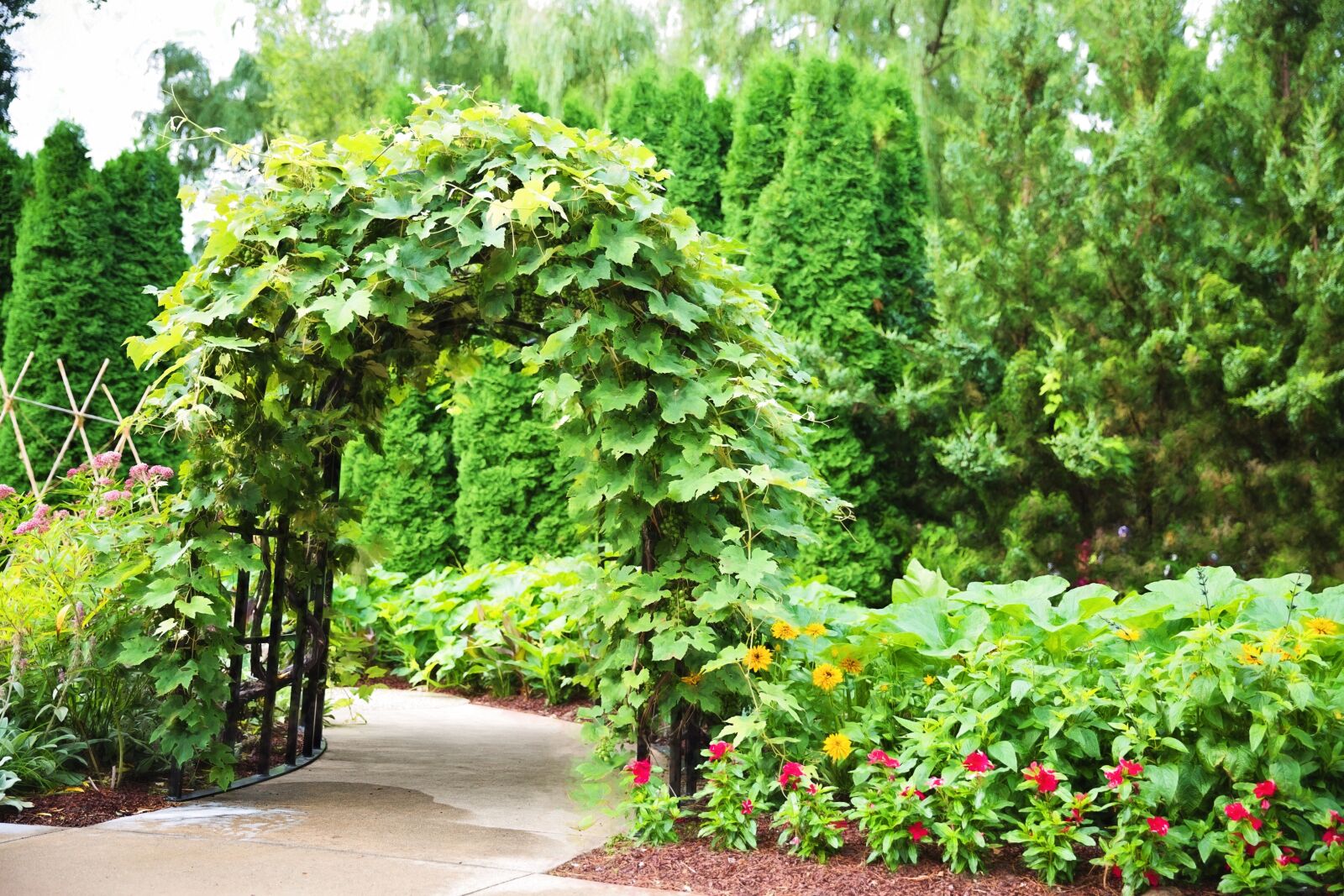 Canon EF 24-70mm F2.8L II USM sample photo. Arbor, trellis, ivy photography
