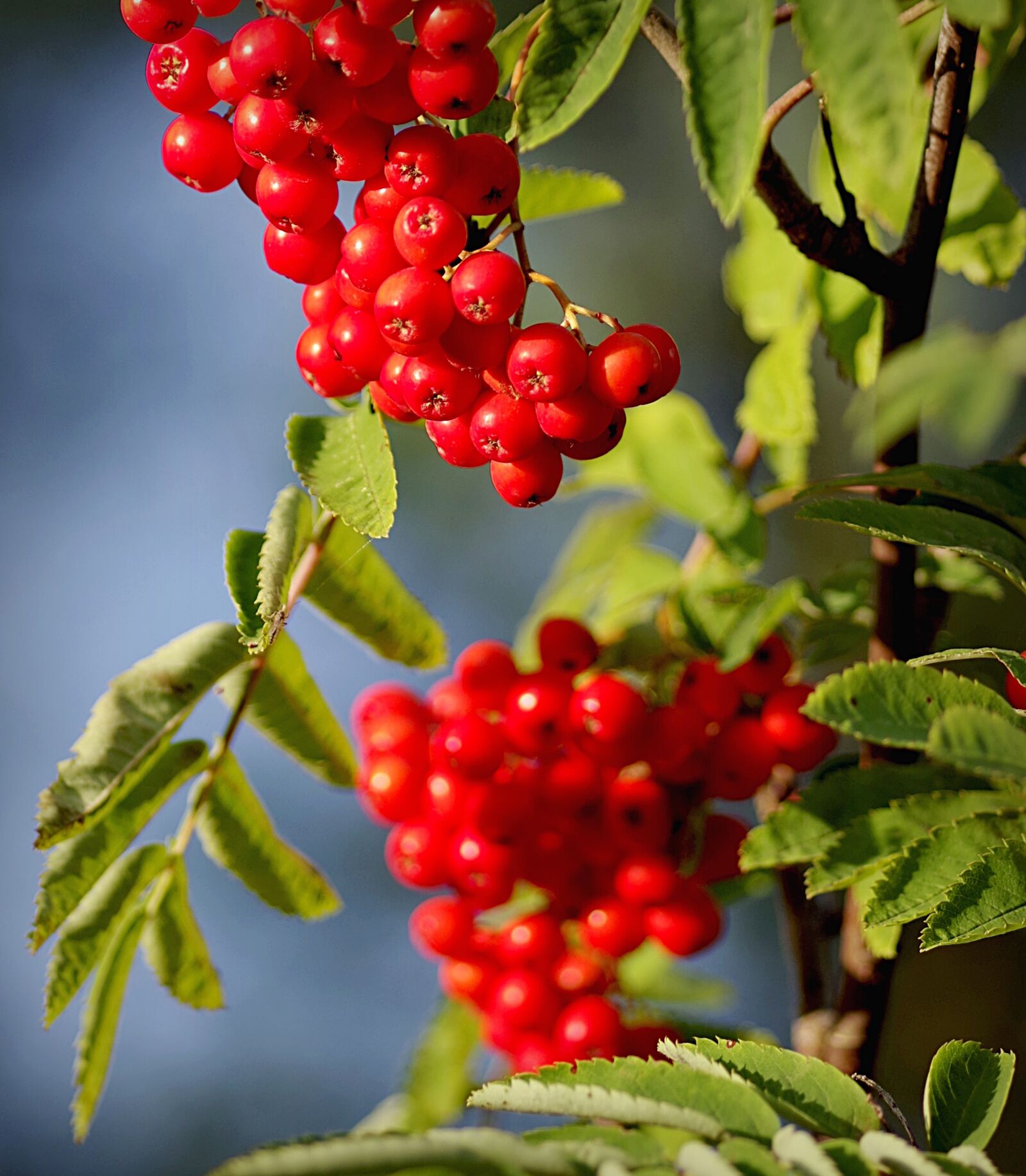 Pentax K-S2 sample photo. Rowan, autumn, chaplet photography