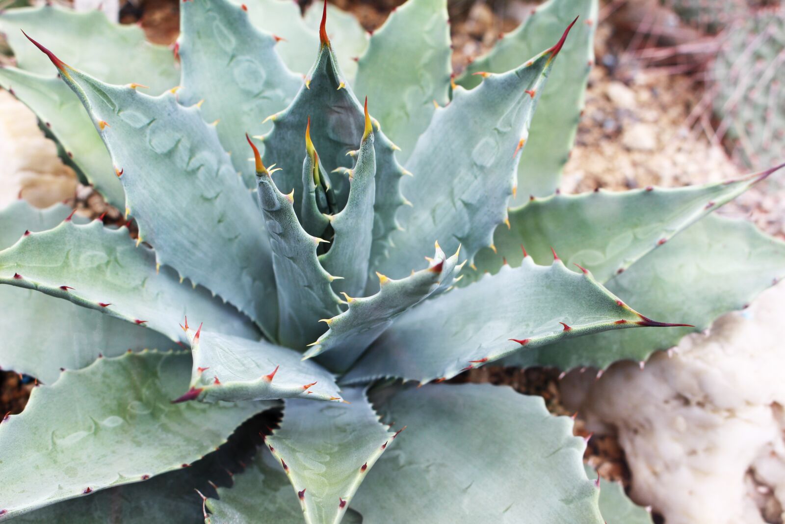 Canon EOS 700D (EOS Rebel T5i / EOS Kiss X7i) sample photo. Green, one, agave photography