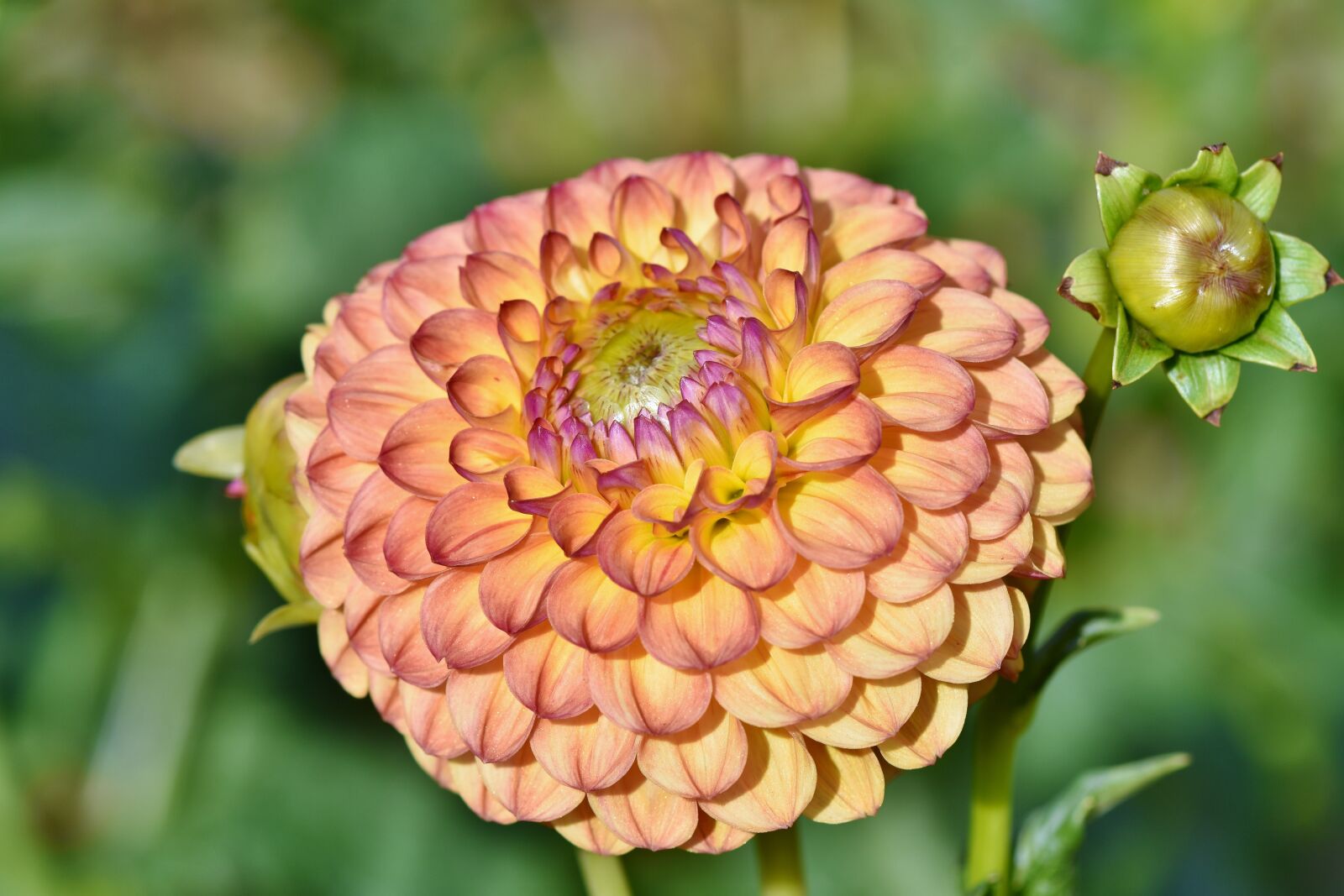 Nikon D7200 sample photo. Dahlia, dahlias bud, flower photography